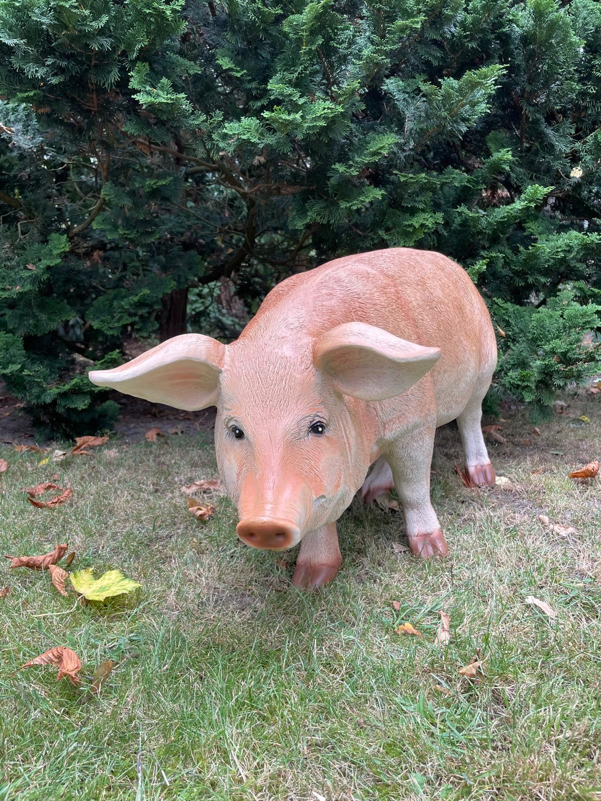 (Tuin)Beeld varken, tuin, gazon, manege, boerderij 85cm