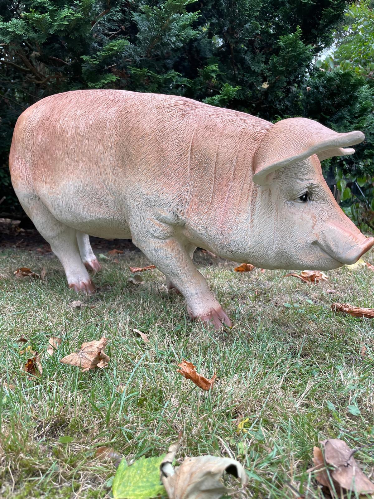 (Tuin)Beeld varken, tuin, gazon, manege, boerderij 85cm