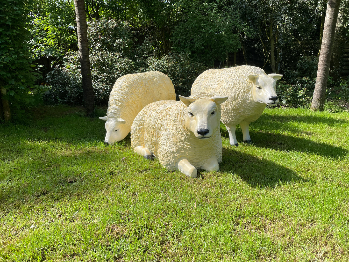3 x Texel schaap, gazon, tuin, boerderij 100cm