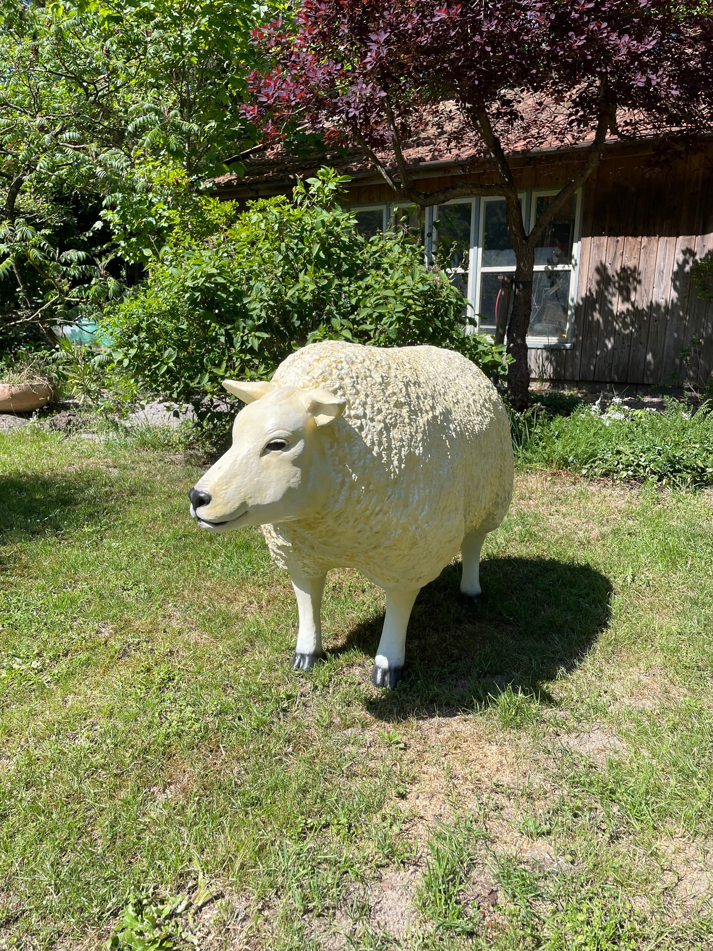 3 x Texel schaap, gazon, tuin, boerderij 100cm