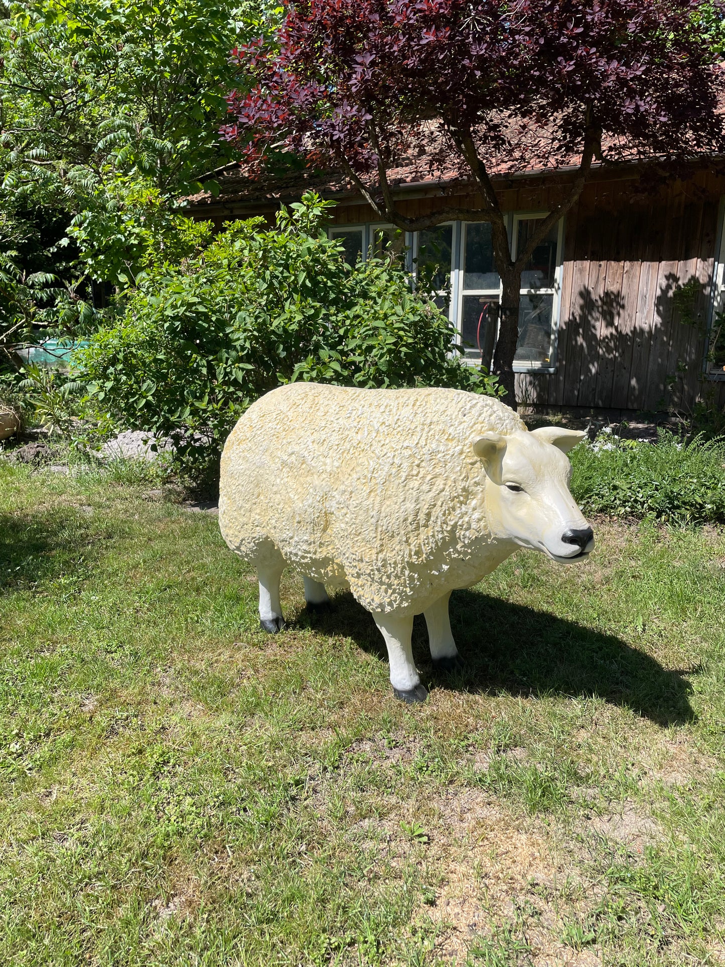 3 x Texel schaap, gazon, tuin, boerderij 100cm