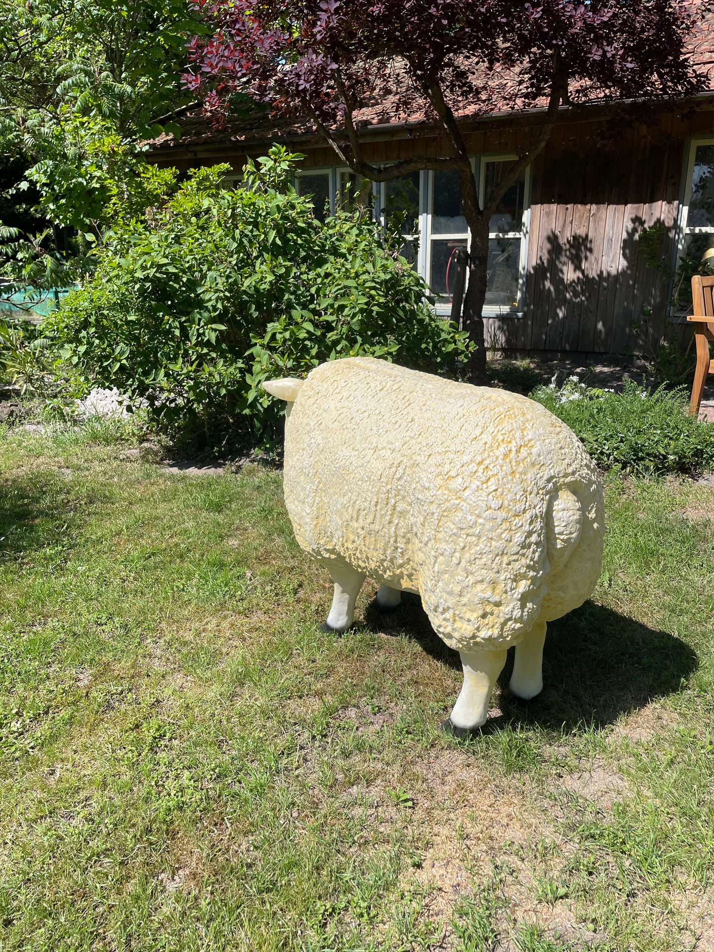 3 x Texel schaap, gazon, tuin, boerderij 100cm