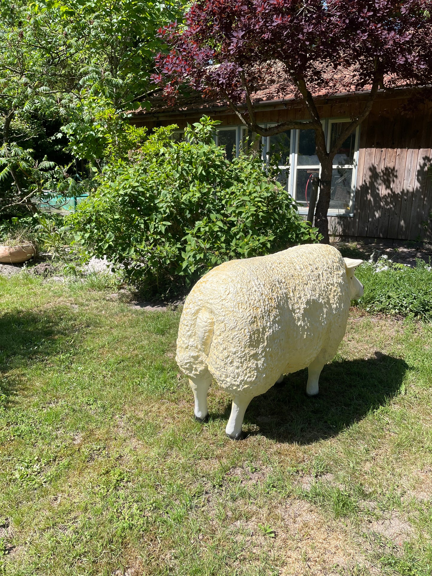 3 x Texel schaap, gazon, tuin, boerderij 100cm