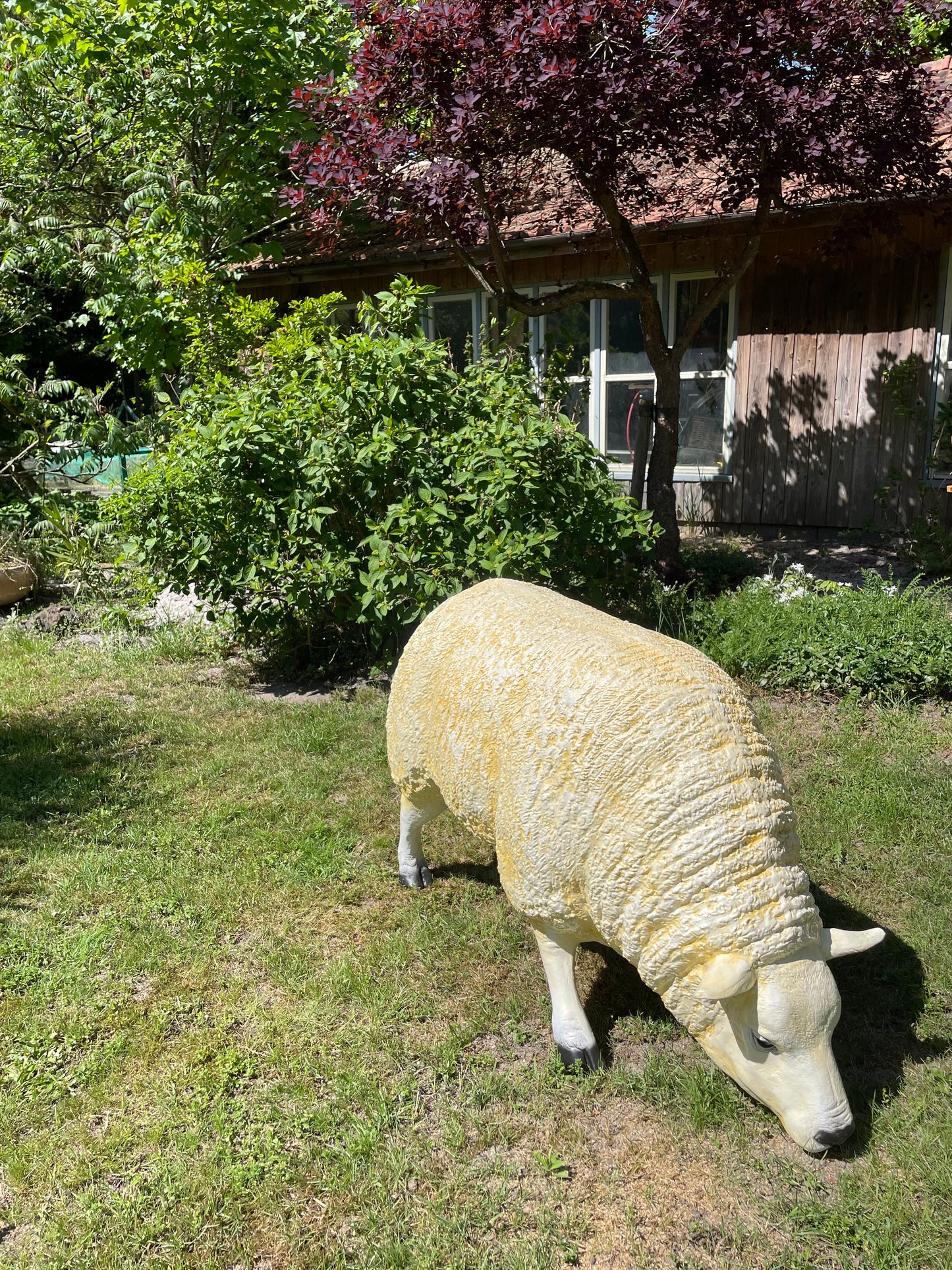 3 x Texel schaap, gazon, tuin, boerderij 100cm