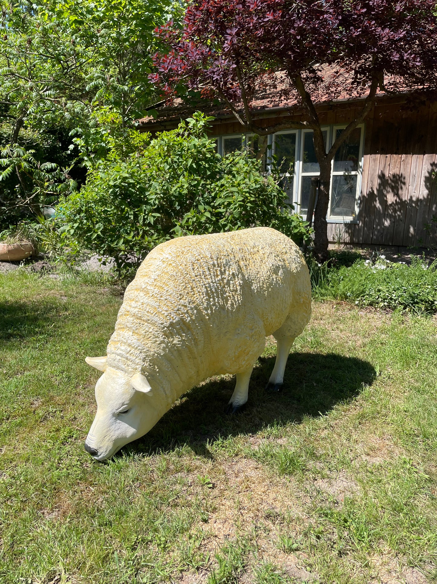3 x Texel schaap, gazon, tuin, boerderij 100cm