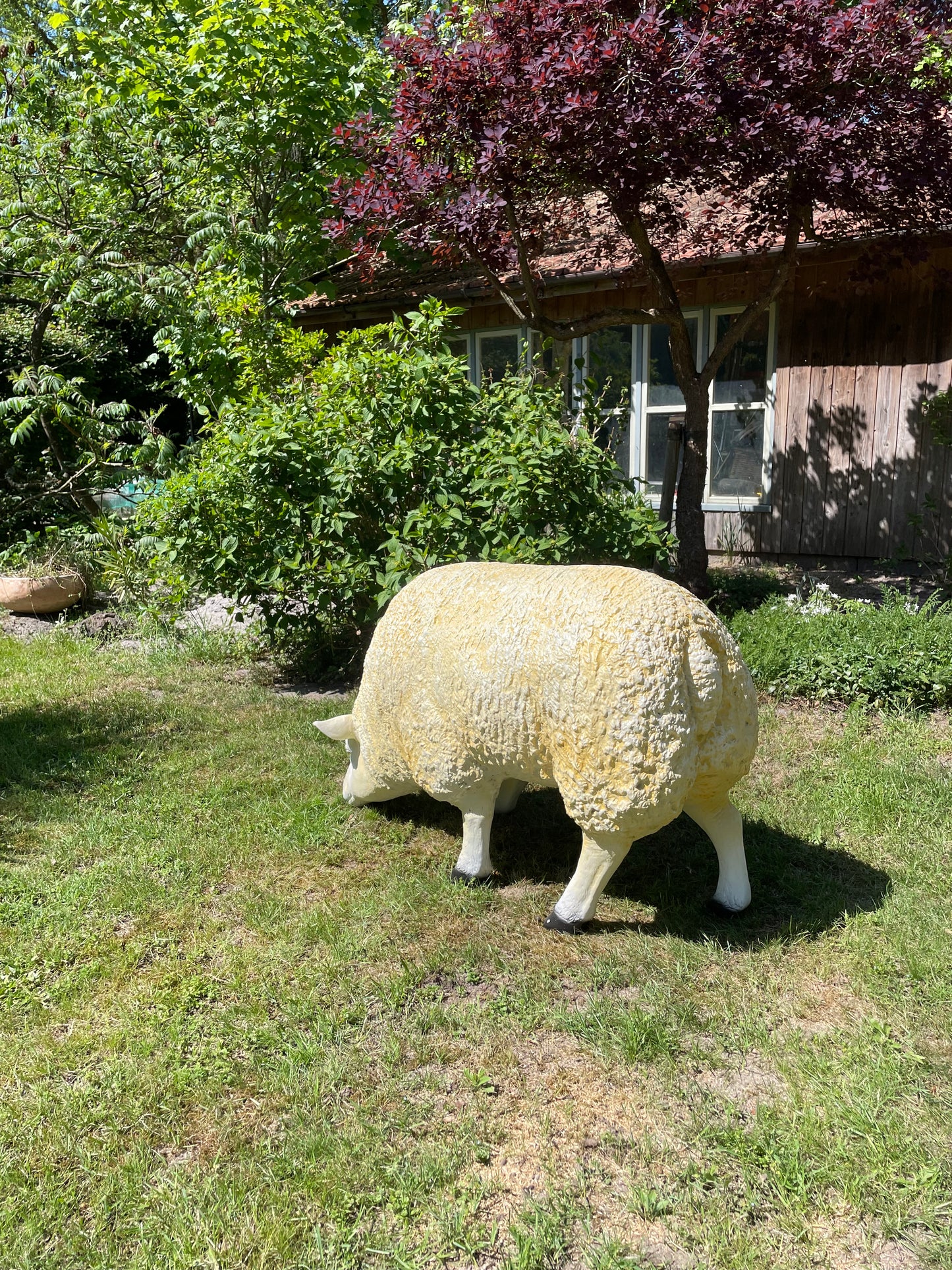 3 x Texel schaap, gazon, tuin, boerderij 100cm