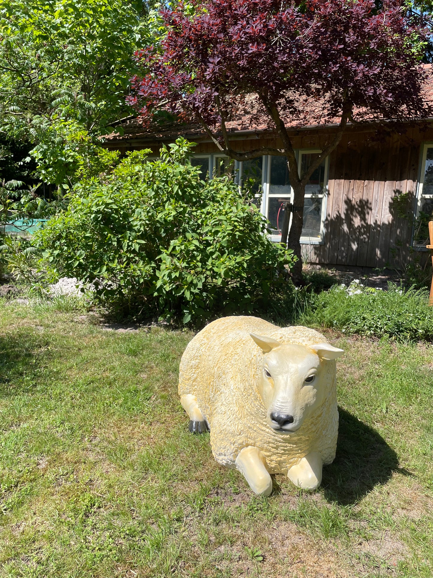 3 x Texel schaap, gazon, tuin, boerderij 100cm