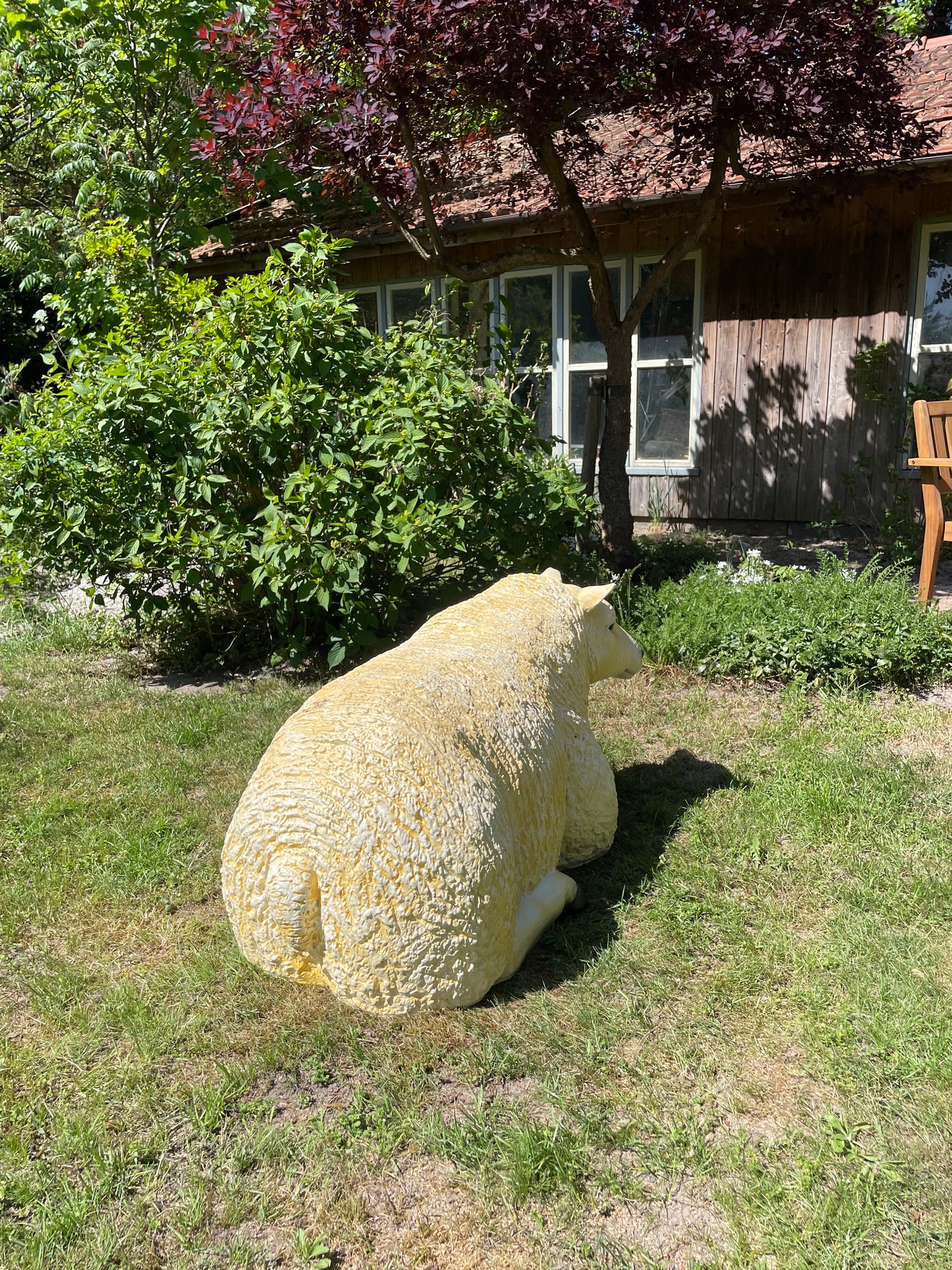 3 x Texel schaap, gazon, tuin, boerderij 100cm