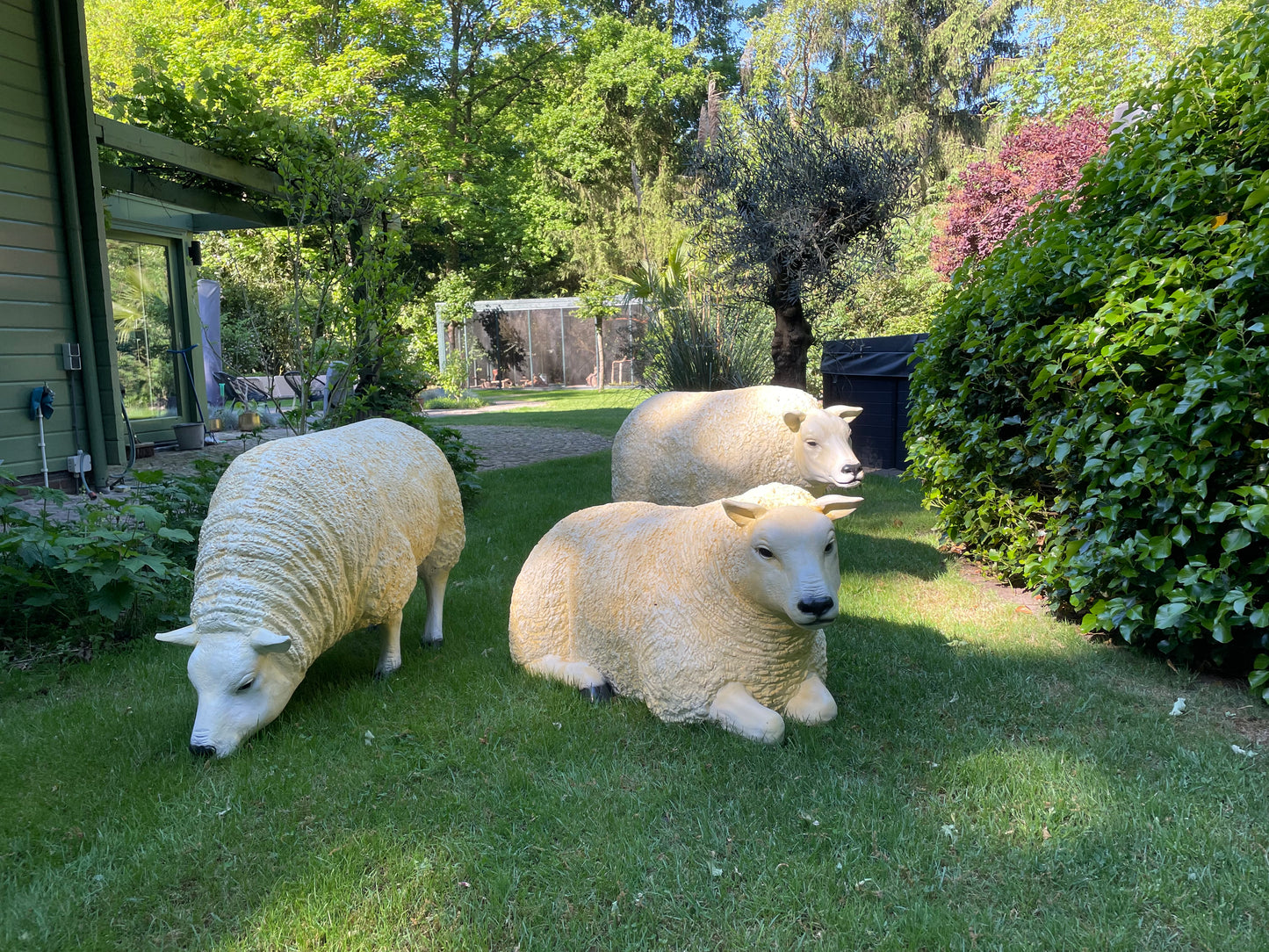 3 x Texel schaap, gazon, tuin, boerderij 100cm