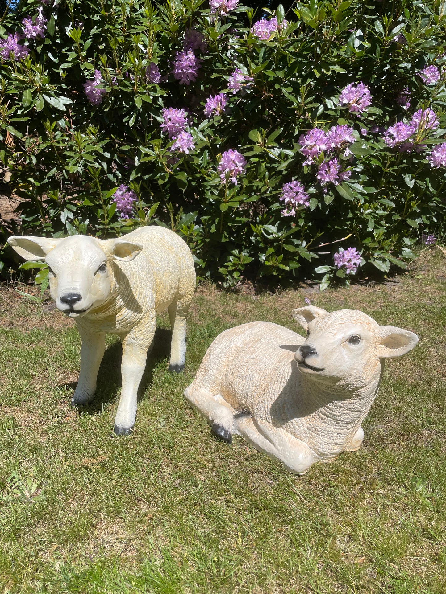 Texel schaap lammetje liggend , tuin, boerderij