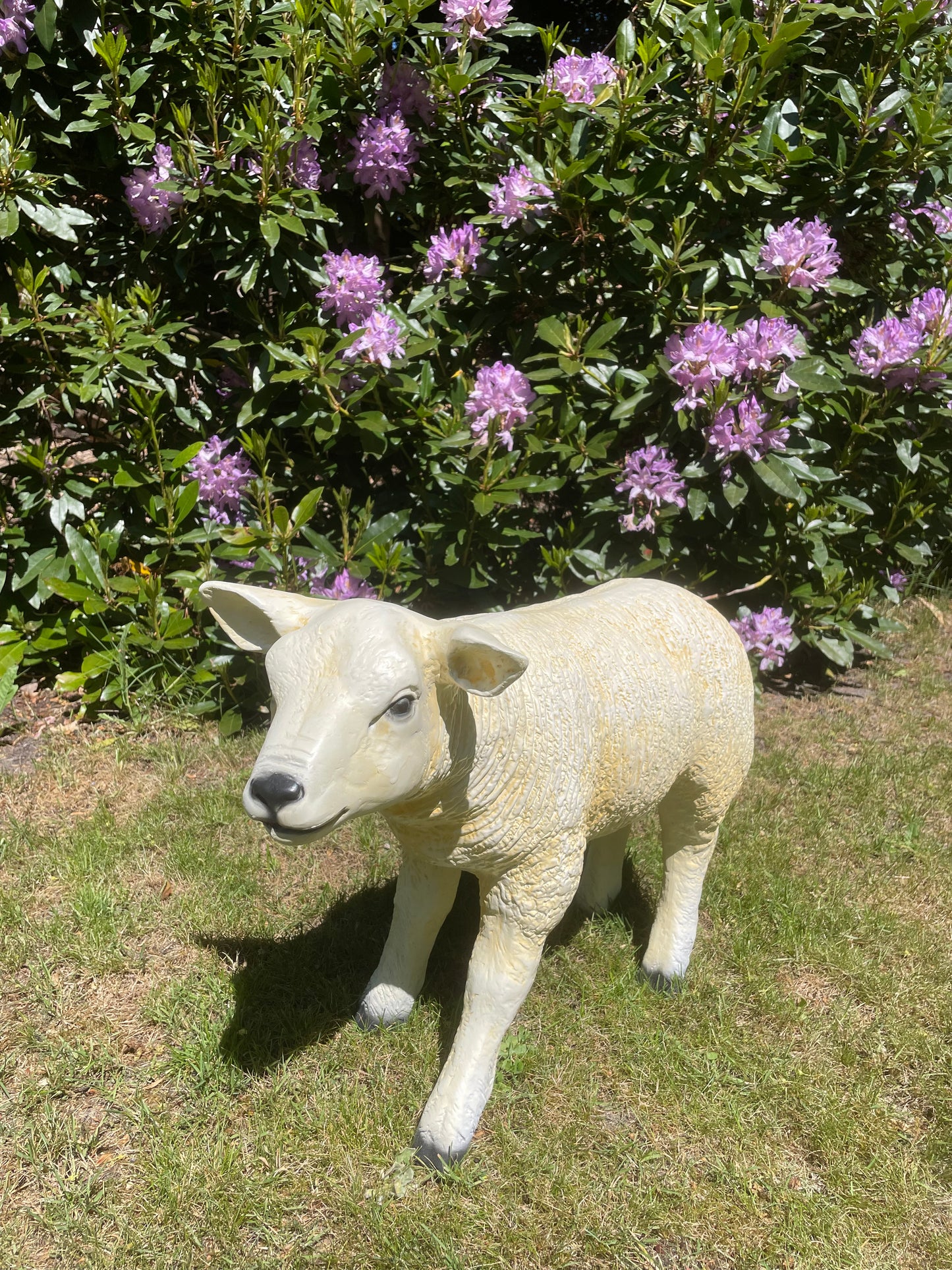 Texel schaap lammetje staand, tuin, boerderij