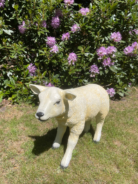 Texel schaap lammetje staand, tuin, boerderij