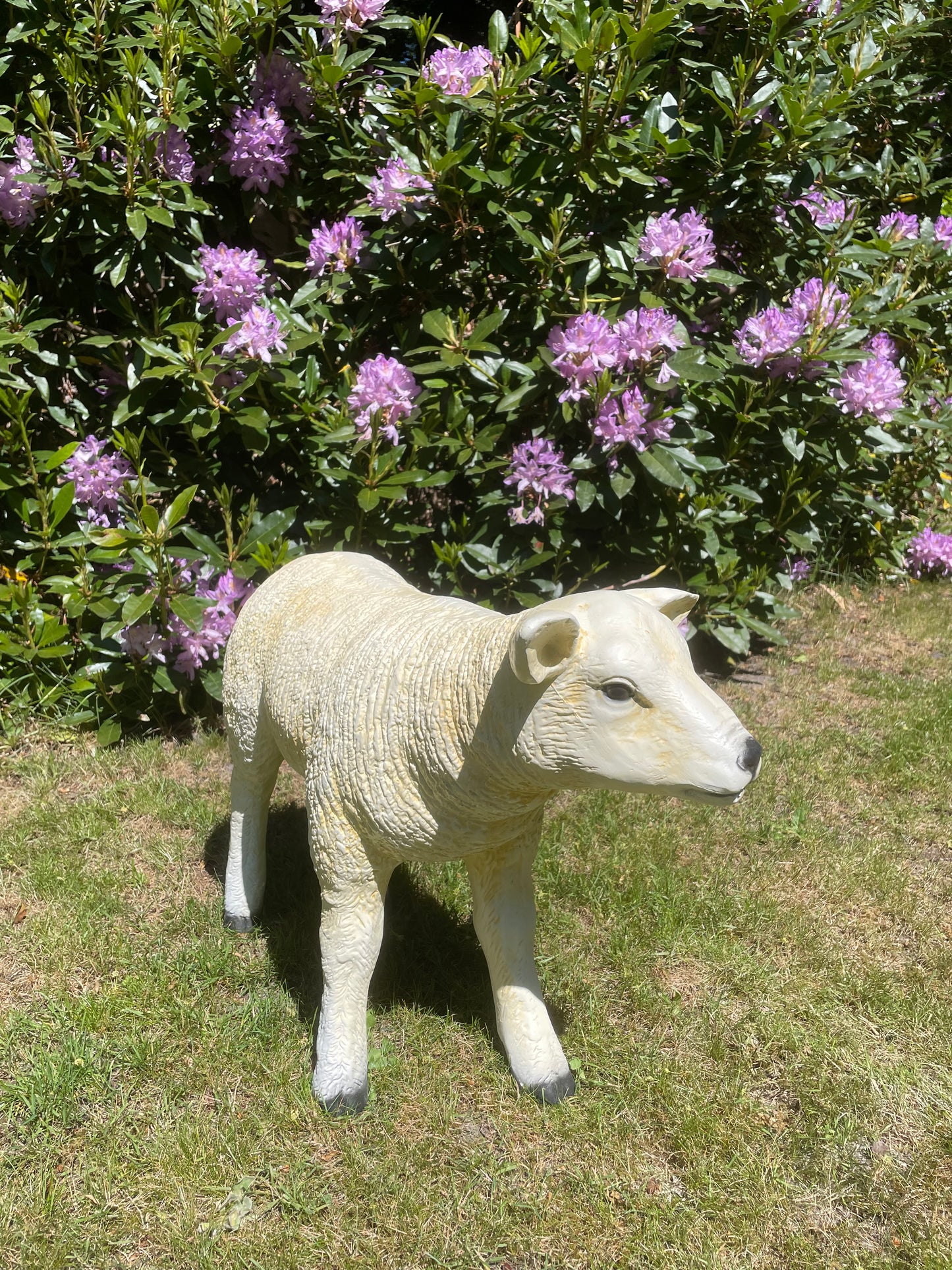 Texel schaap lammetje staand, tuin, boerderij