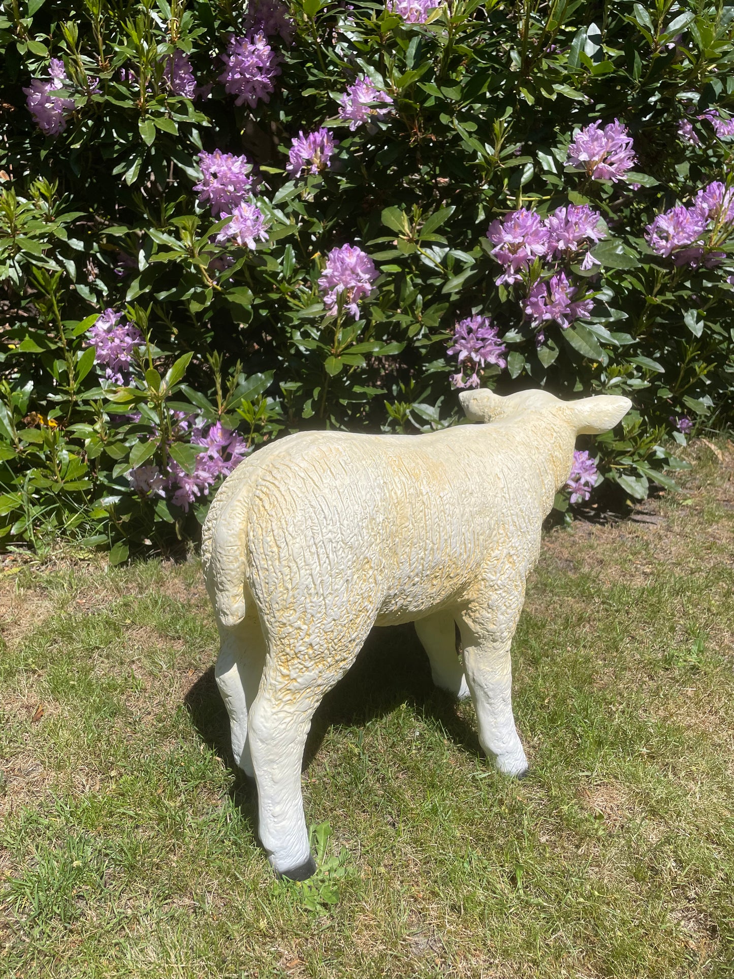 Texel schaap lammetje staand, tuin, boerderij