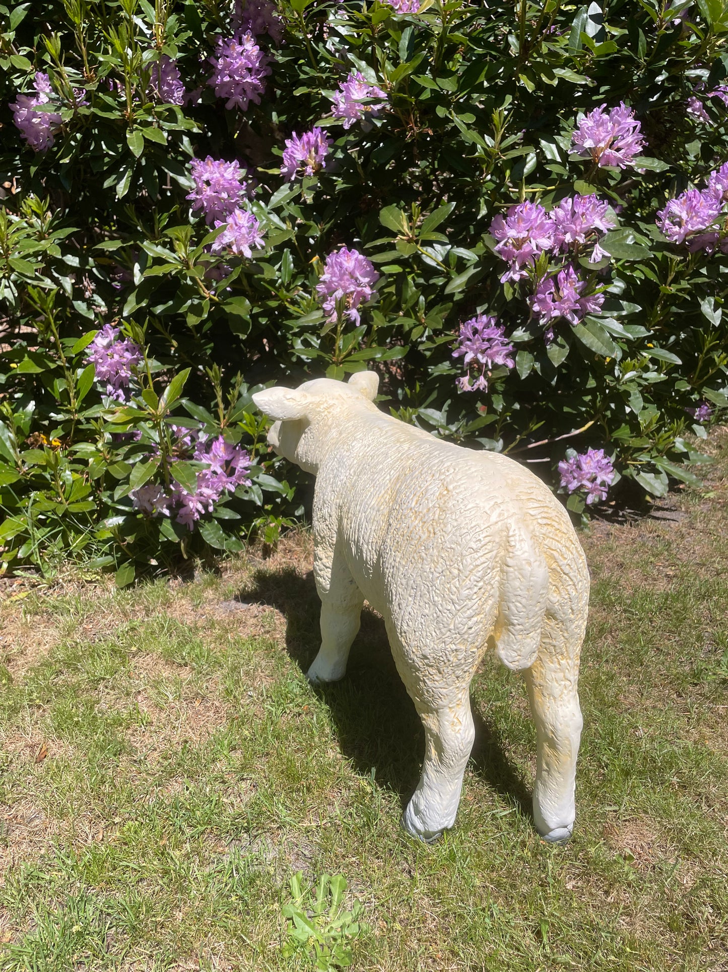 Texel schaap lammetje staand, tuin, boerderij