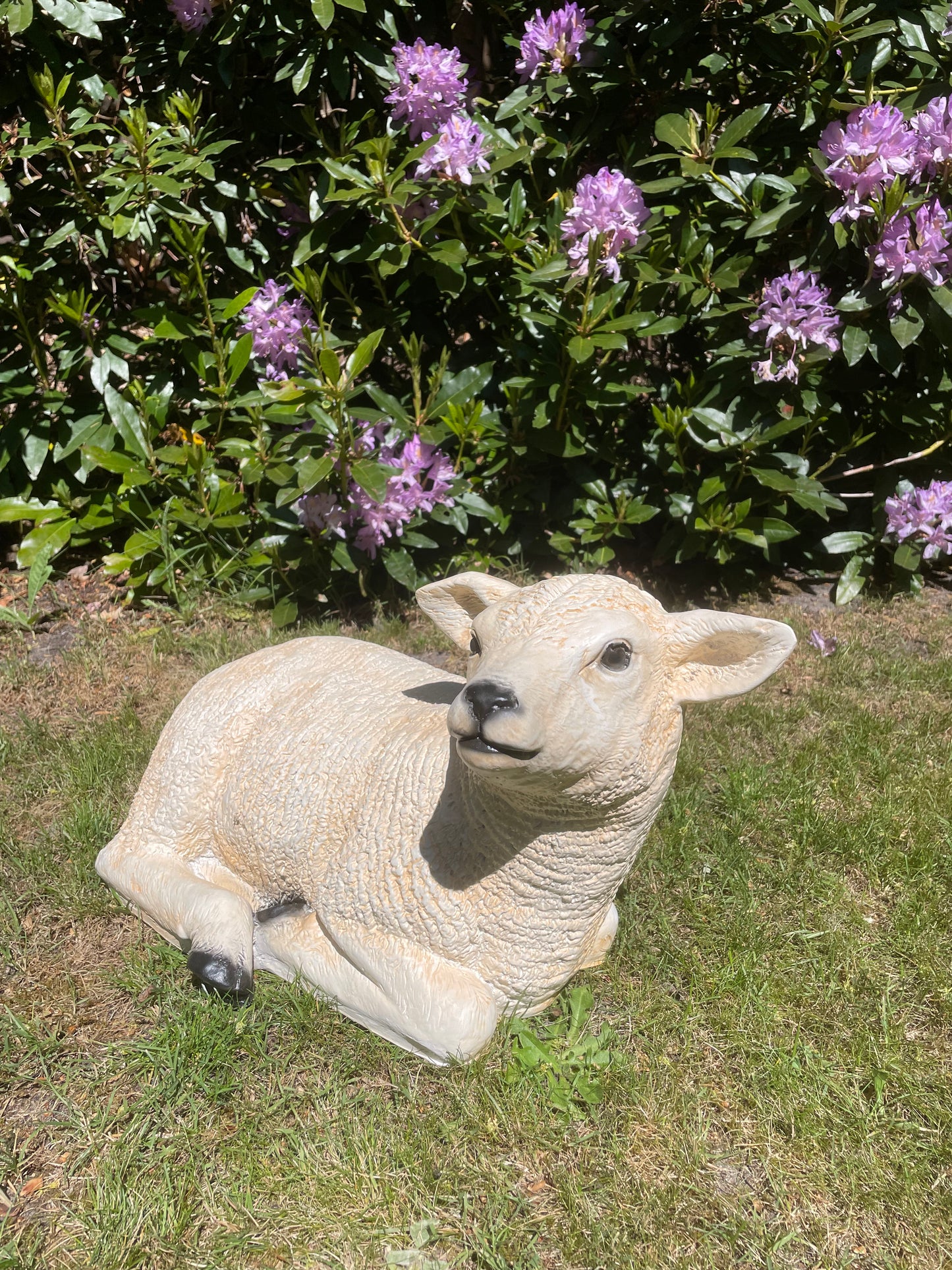 Texel schaap lammetje liggend , tuin, boerderij