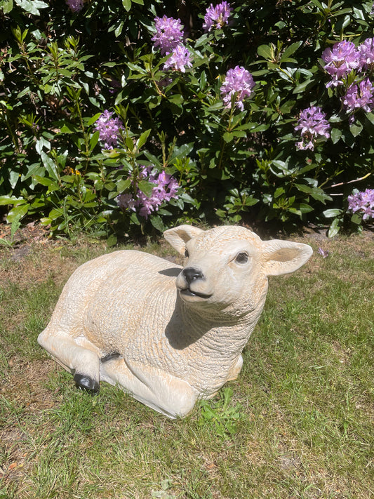 Texel schaap lammetje liggend , tuin, boerderij
