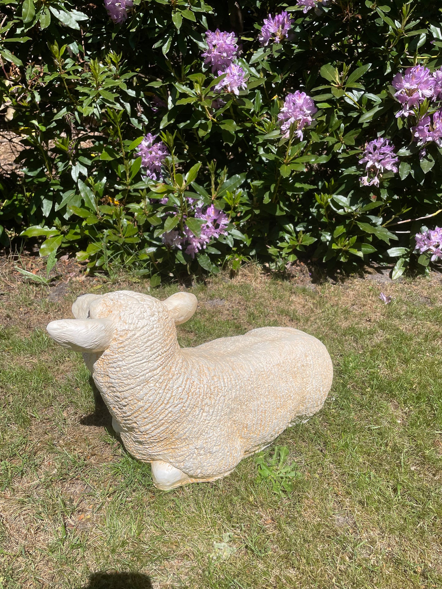 Texel schaap lammetje liggend , tuin, boerderij