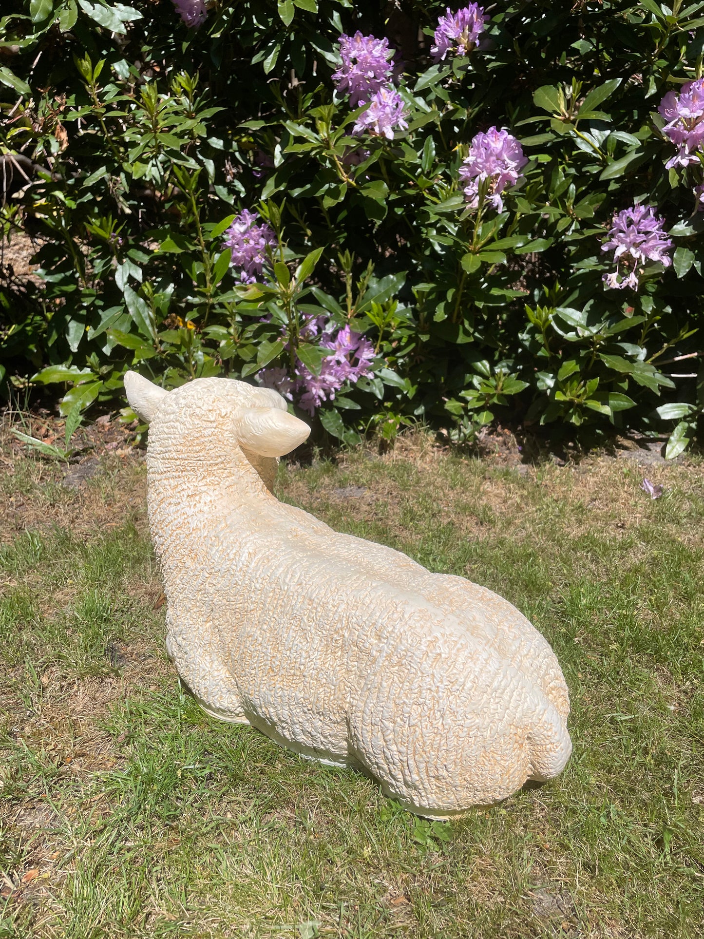Texel schaap lammetje liggend , tuin, boerderij