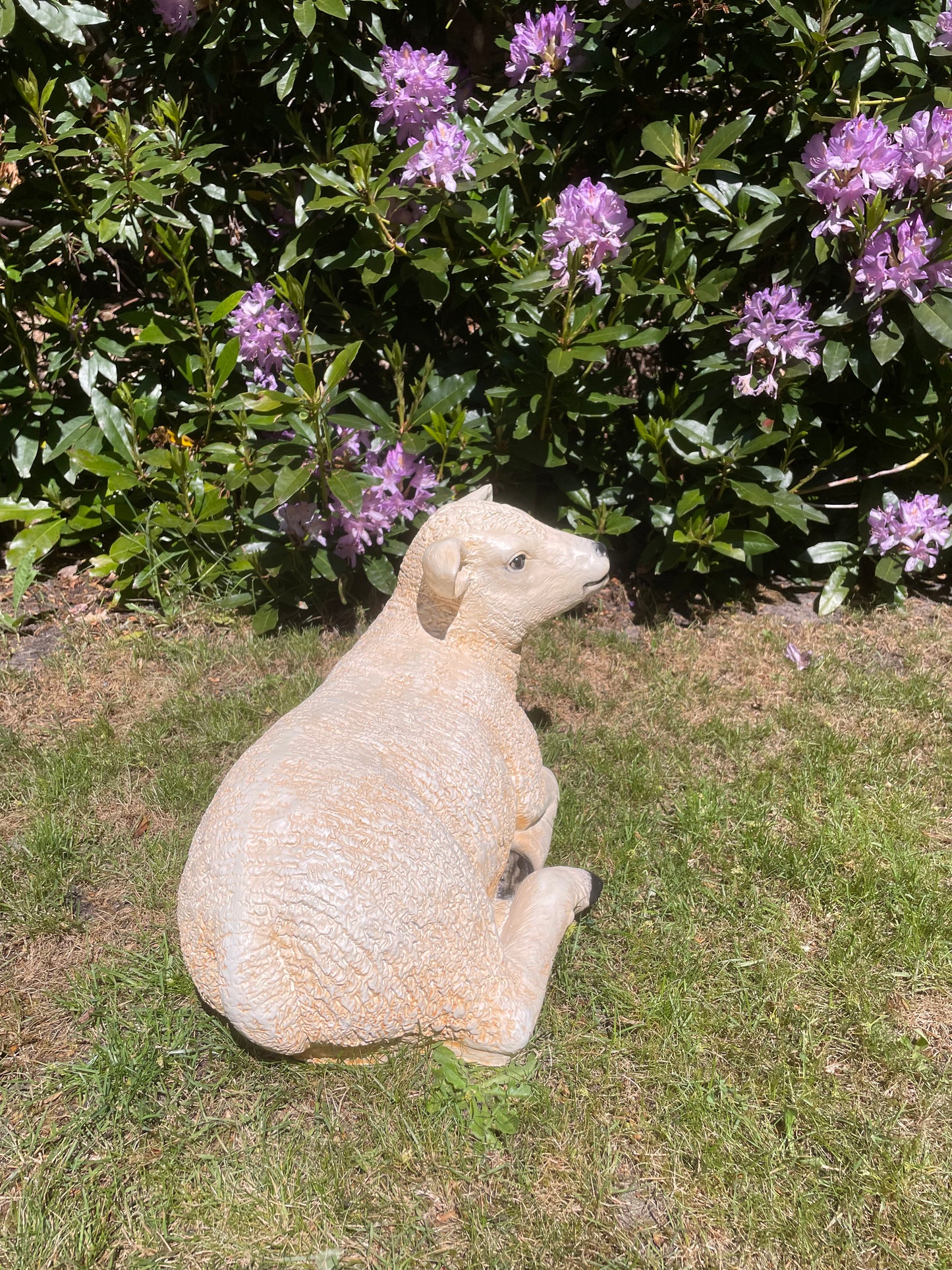 Texel schaap lammetje liggend , tuin, boerderij