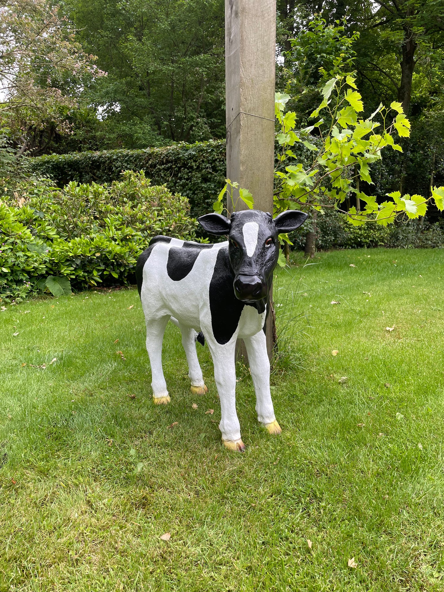 Kalf, koe, boerderij, gazon, tuin, boerderij, 90 cm