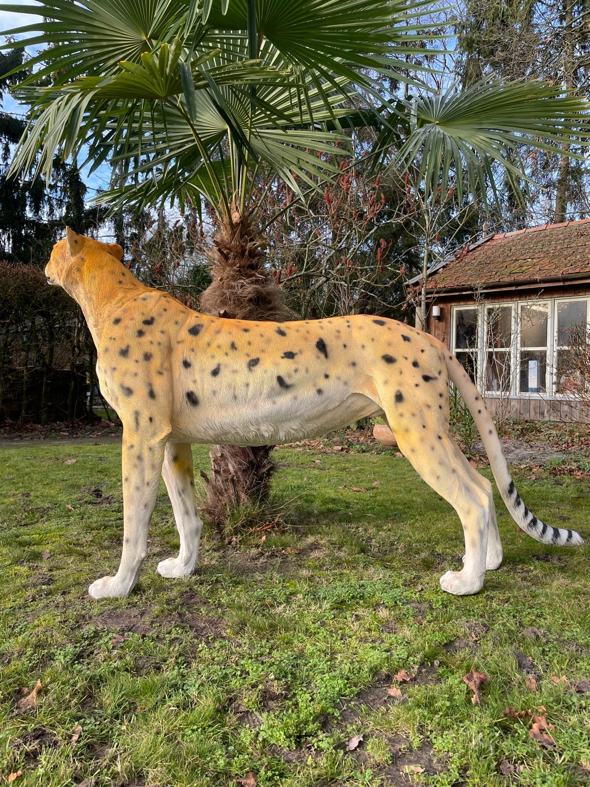 Beeld cheetah, woonkamer, tuin, zwembad, vijver 170cm