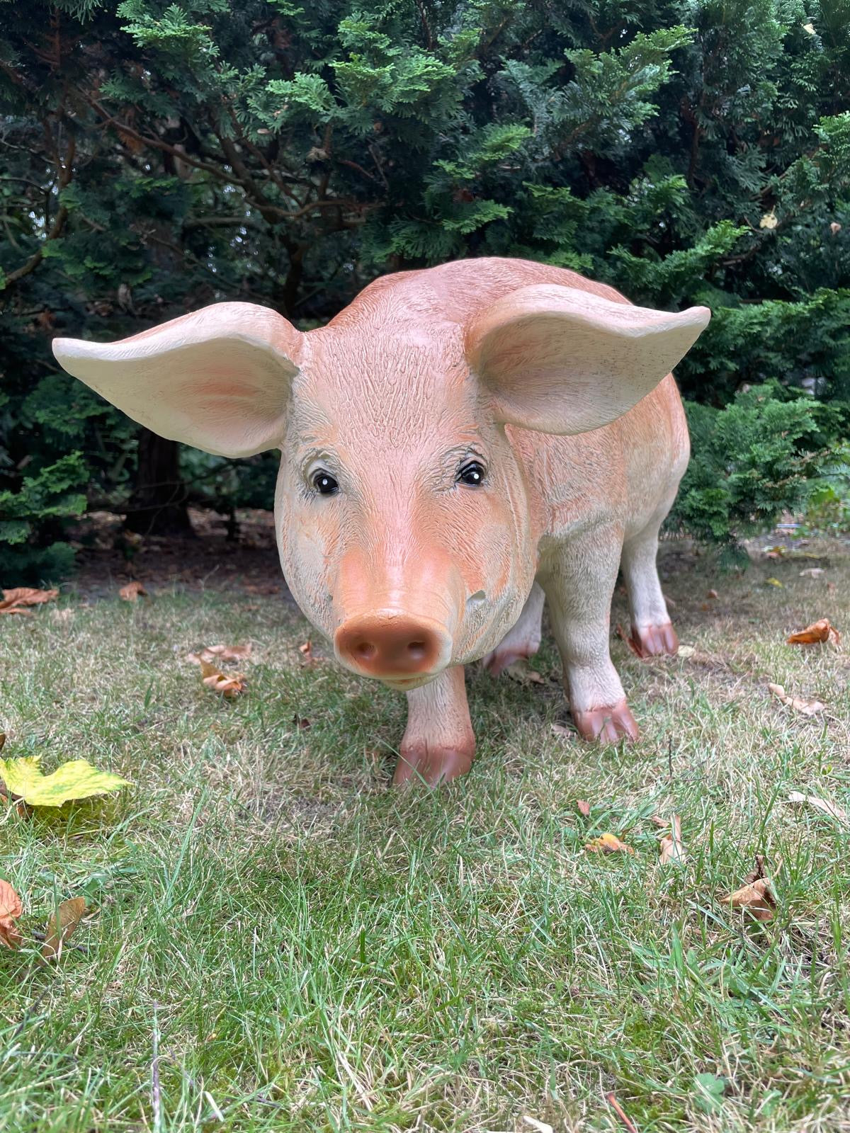(Tuin)Beeld varken, tuin, gazon, manege, boerderij 85cm