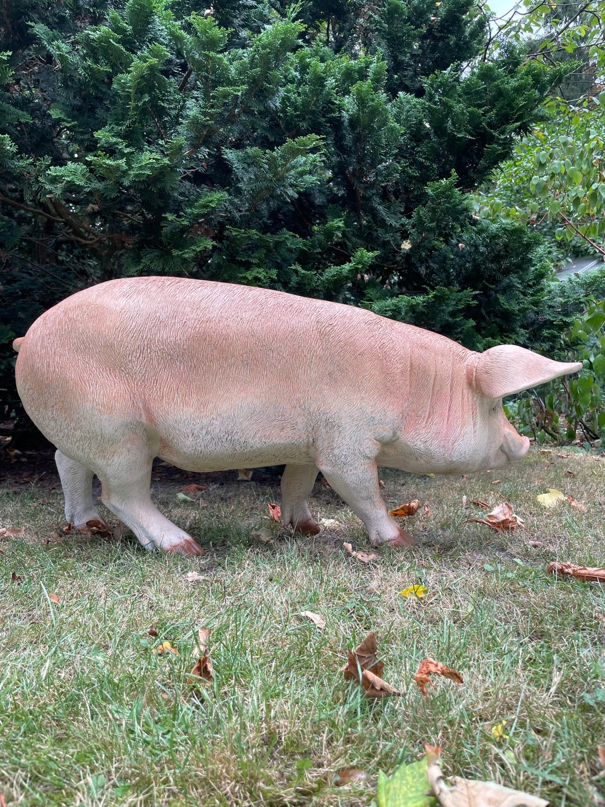 (Tuin)Beeld varken, tuin, gazon, manege, boerderij 85cm