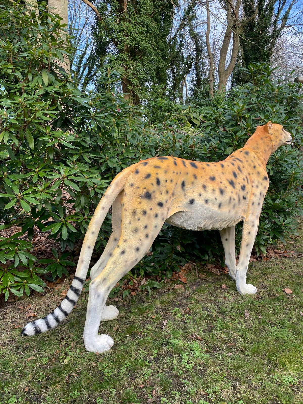 Beeld cheetah, woonkamer, tuin, zwembad, vijver 170cm
