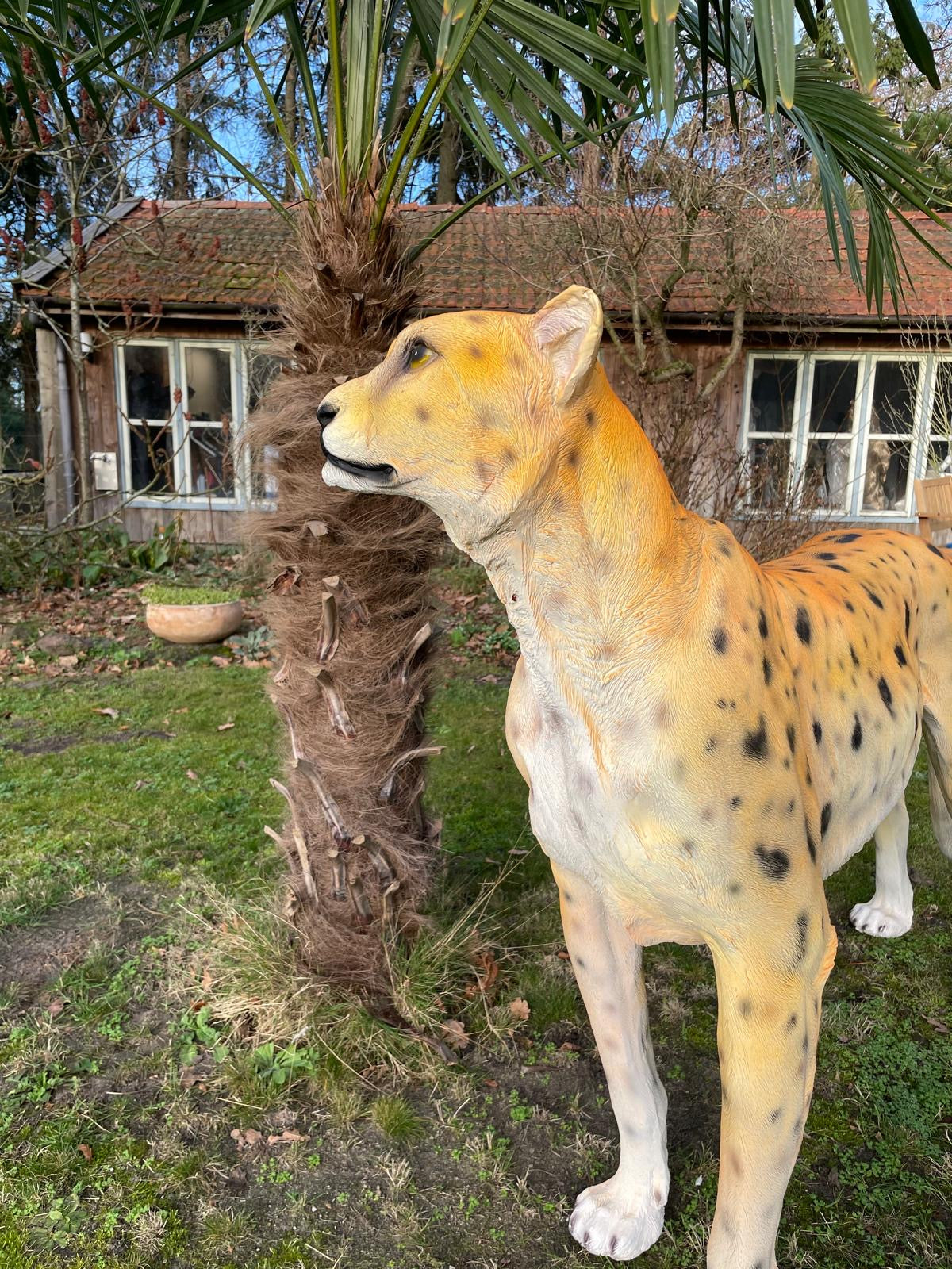 Beeld cheetah, woonkamer, tuin, zwembad, vijver 170cm