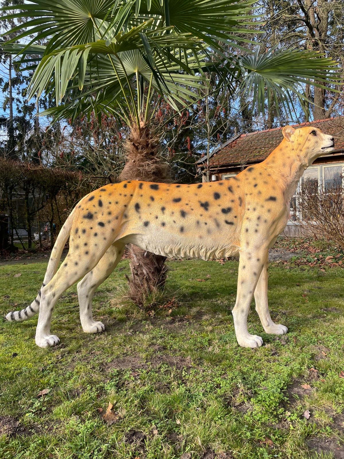 Beeld cheetah, woonkamer, tuin, zwembad, vijver 170cm