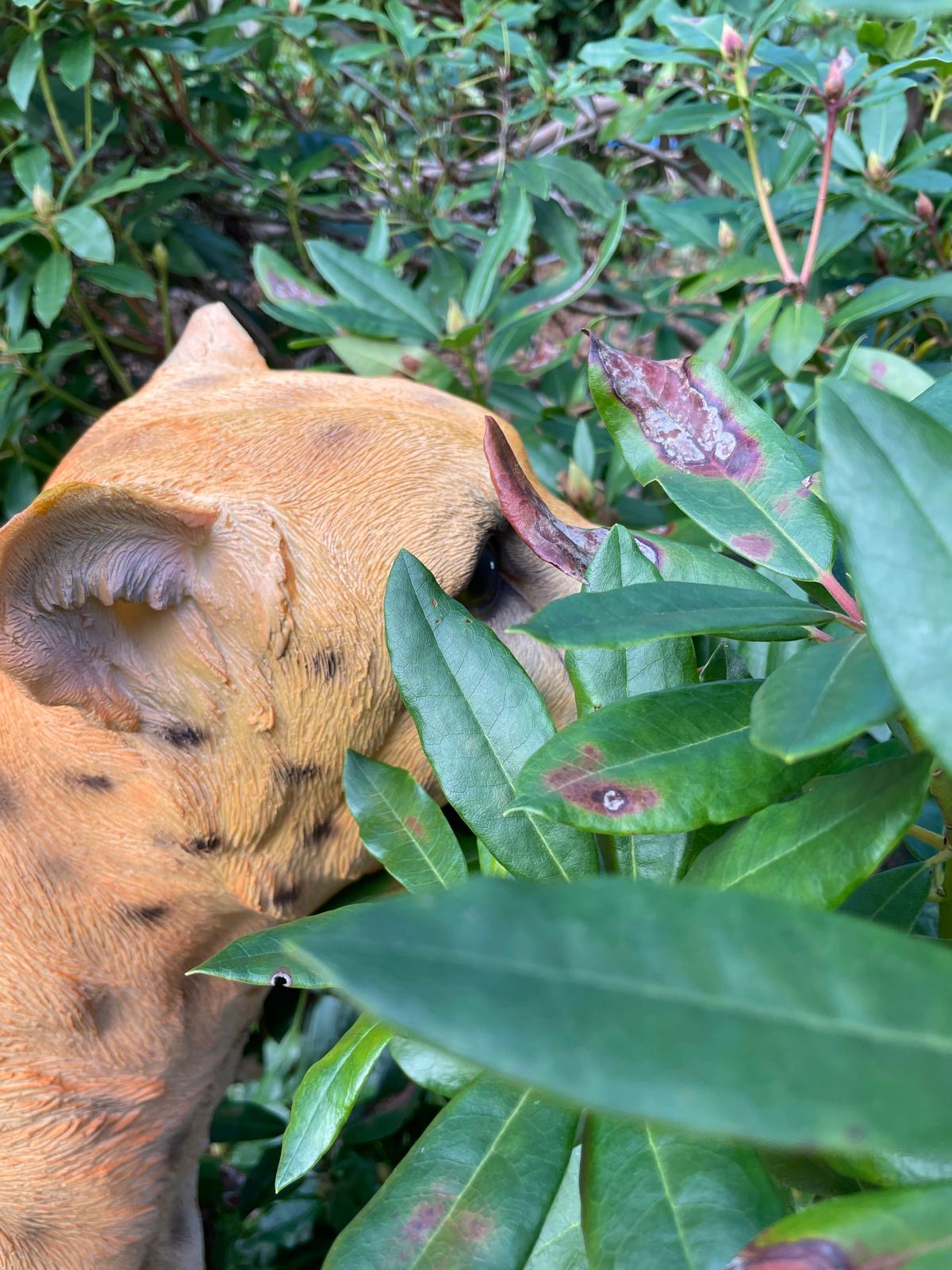 Beeld cheetah, woonkamer, tuin, zwembad, vijver 170cm
