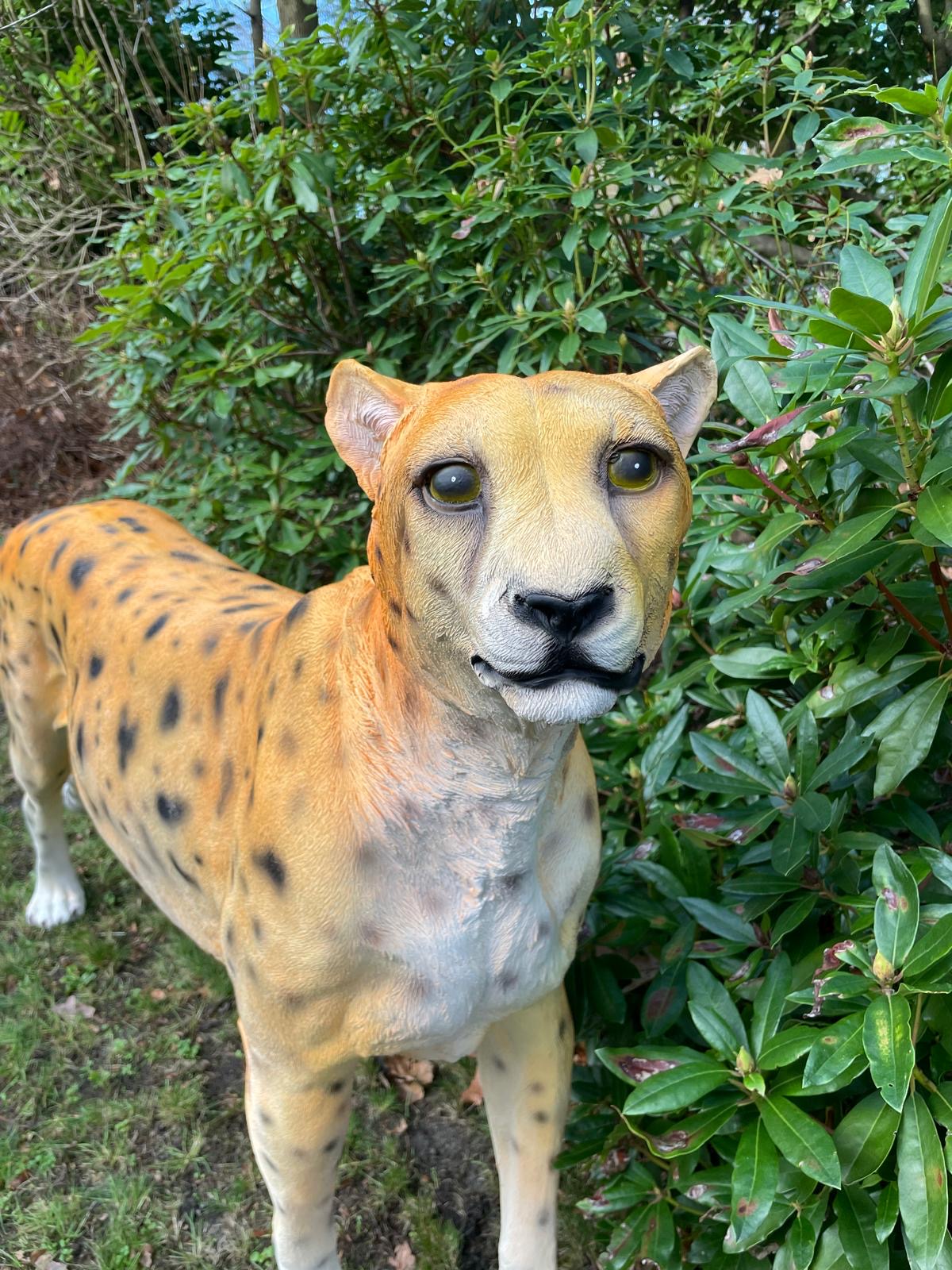 Beeld cheetah, woonkamer, tuin, zwembad, vijver 170cm