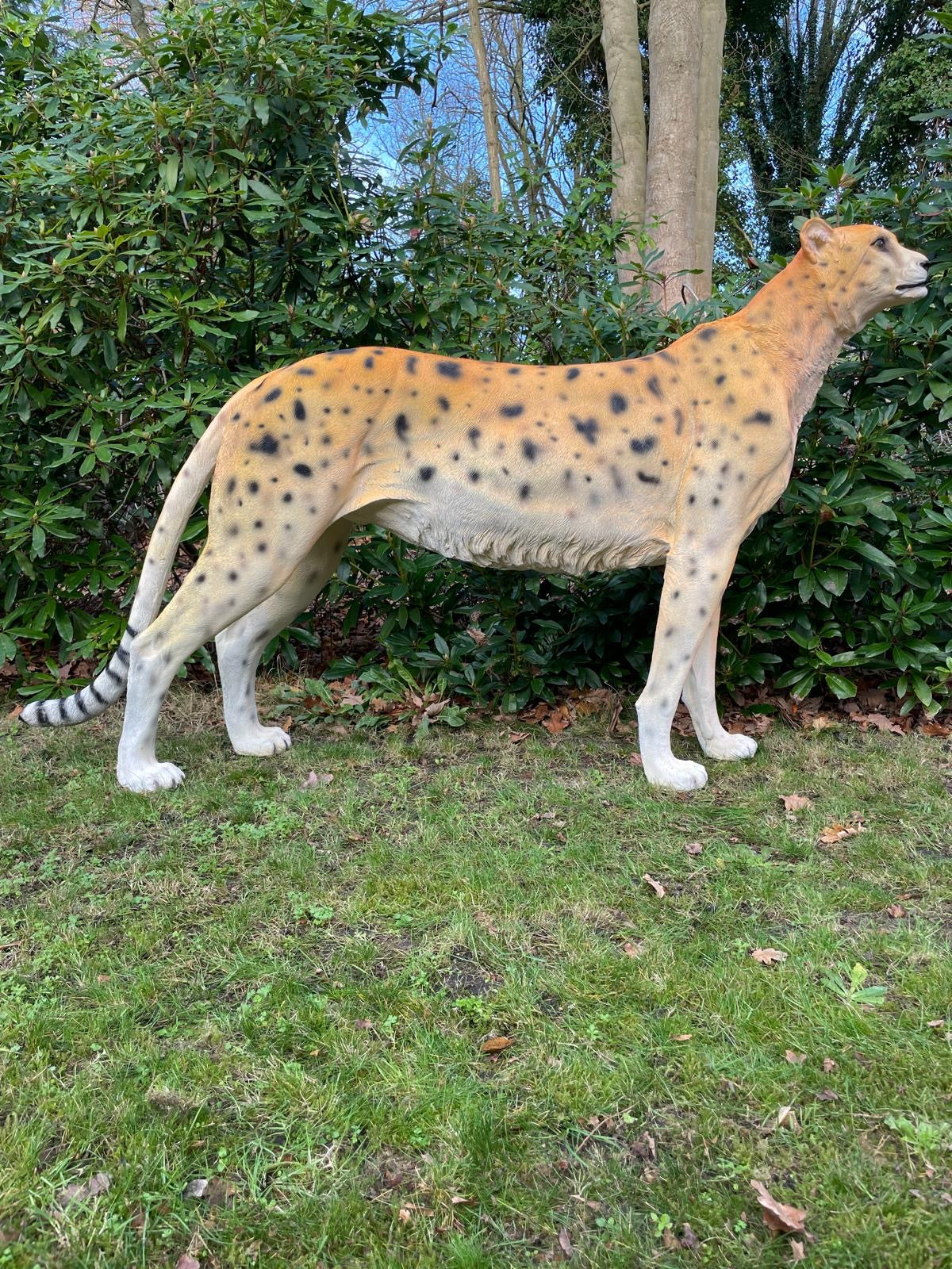 Beeld cheetah, woonkamer, tuin, zwembad, vijver 170cm
