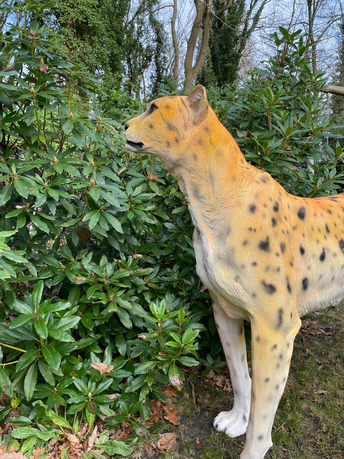 Beeld cheetah, woonkamer, tuin, zwembad, vijver 170cm