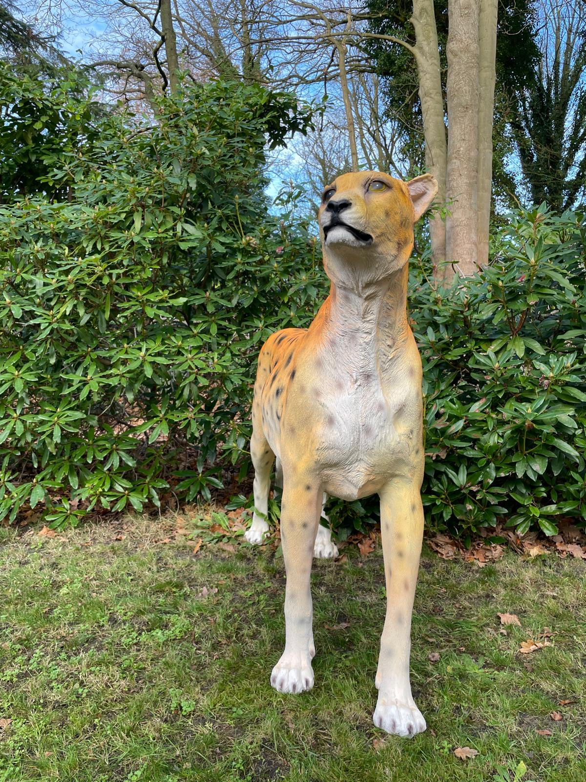 Beeld cheetah, woonkamer, tuin, zwembad, vijver 170cm