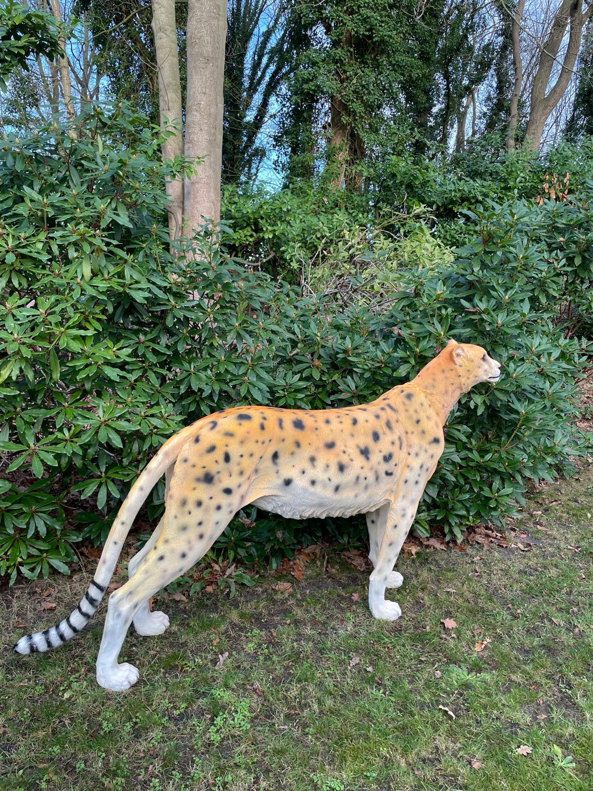 Beeld cheetah, woonkamer, tuin, zwembad, vijver 170cm