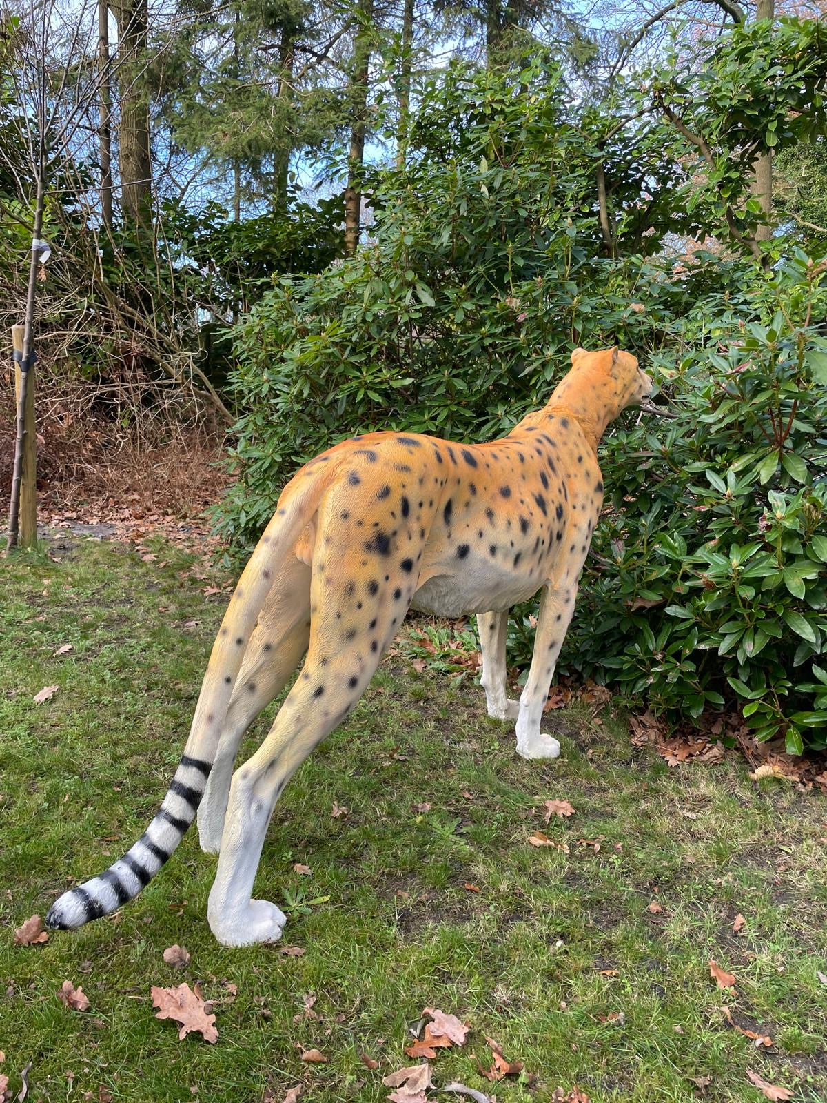 Beeld cheetah, woonkamer, tuin, zwembad, vijver 170cm