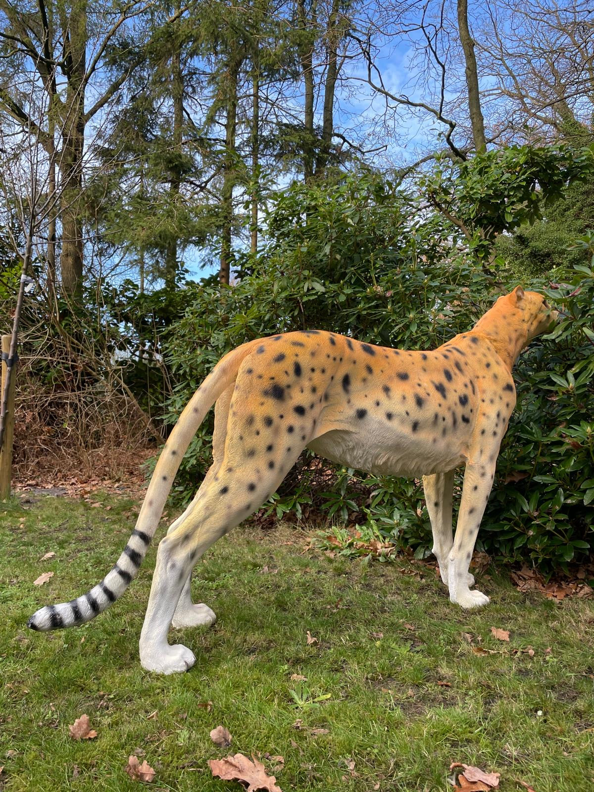 Beeld cheetah, woonkamer, tuin, zwembad, vijver 170cm