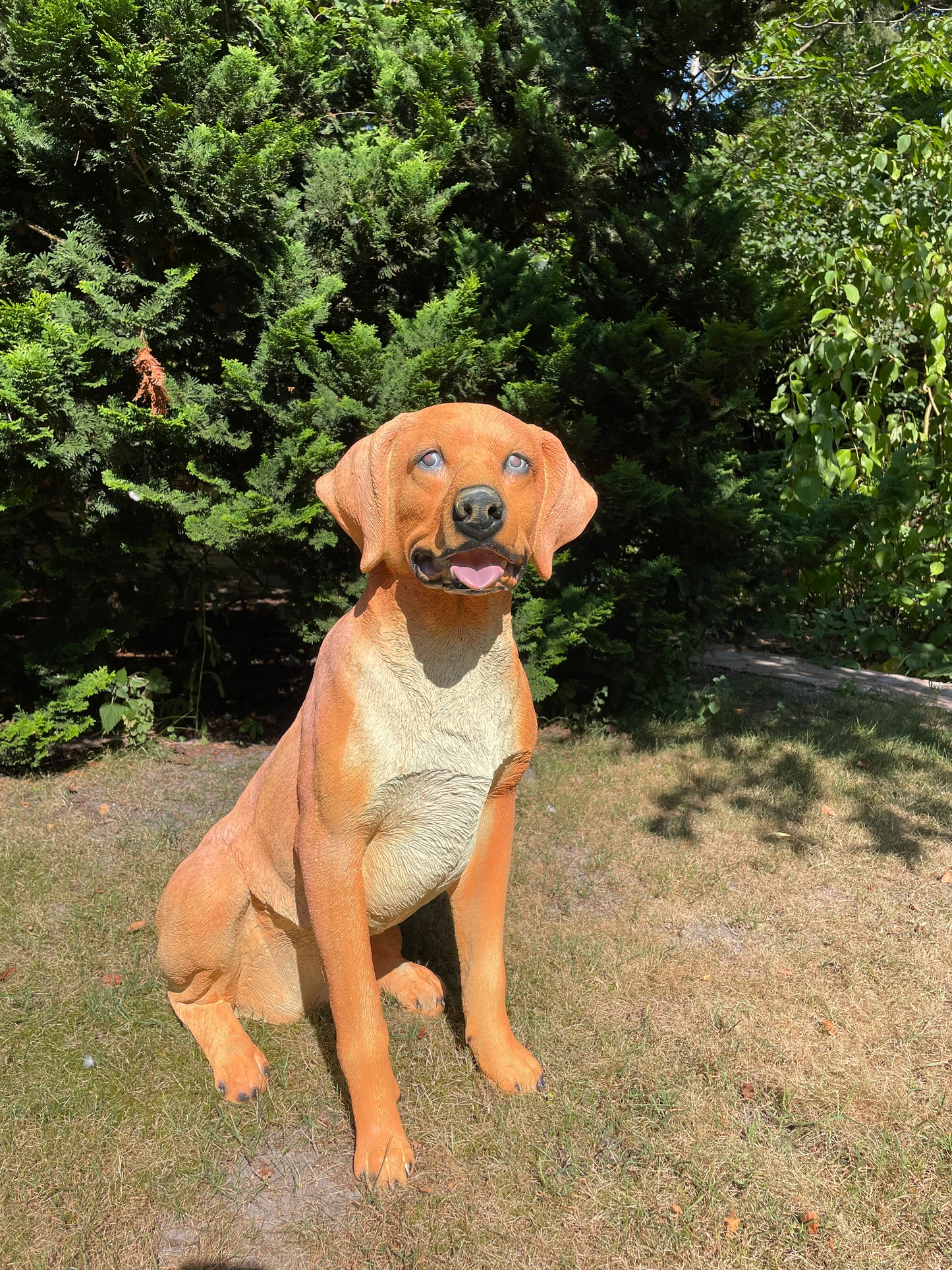 Beeld hond labrador, Golden Retriever donker goud 80cm