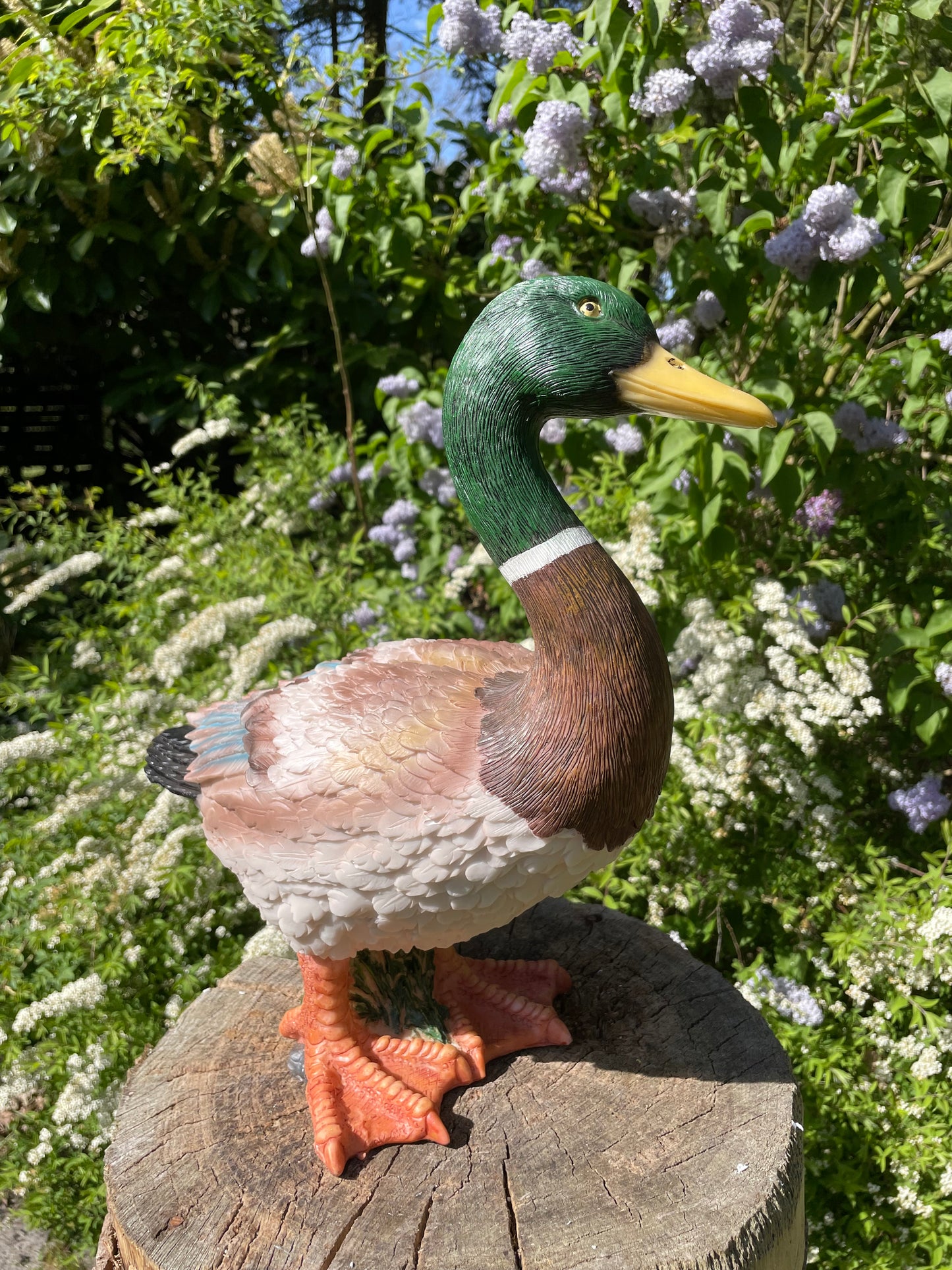 Beeld Eend, tuin, zwembad, vijver, boerderij 40cm