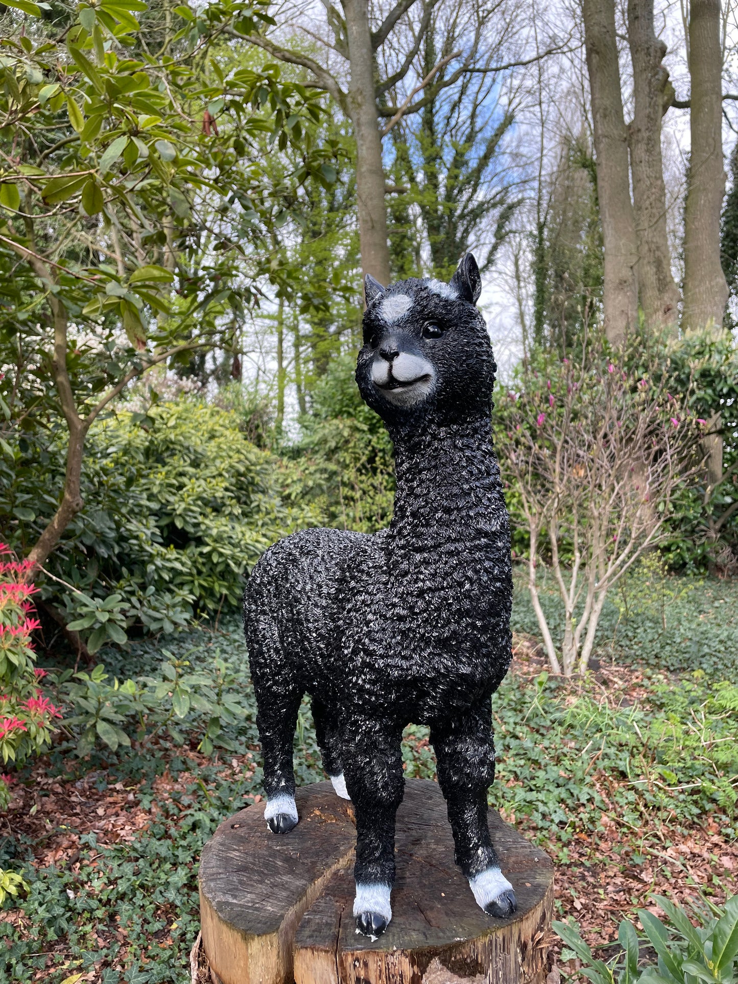 (Tuin)Beeld alpaca, lama, zwart, tuin, gazon, manege, boerderij 55cm