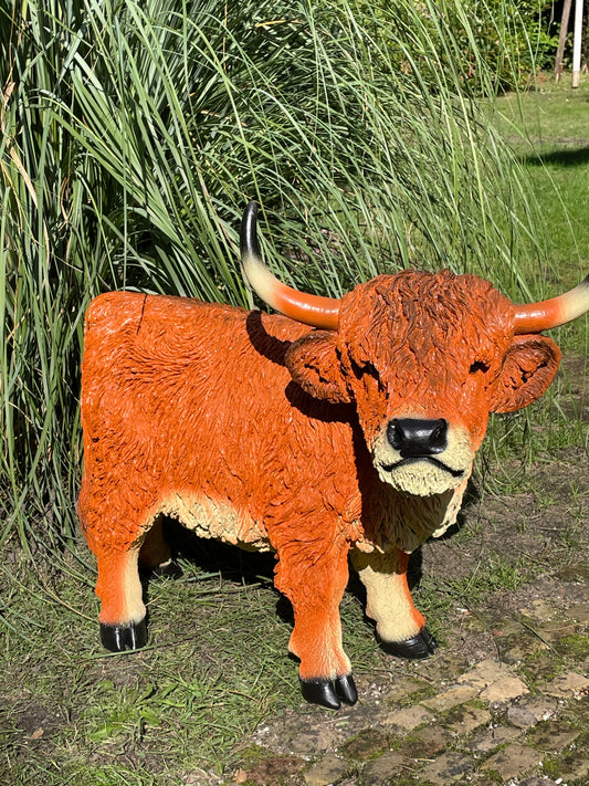 Schotse Hooglander, Rosse koe, tuin, boerderij, 100cm