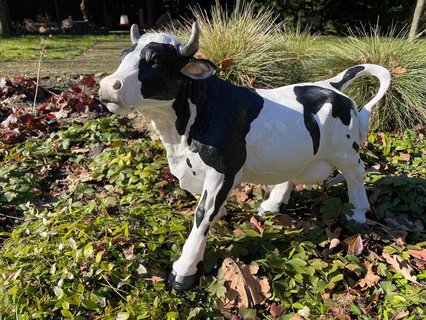Kalf, koe, boerderij, gazon, tuin, boerderij, 50 cm
