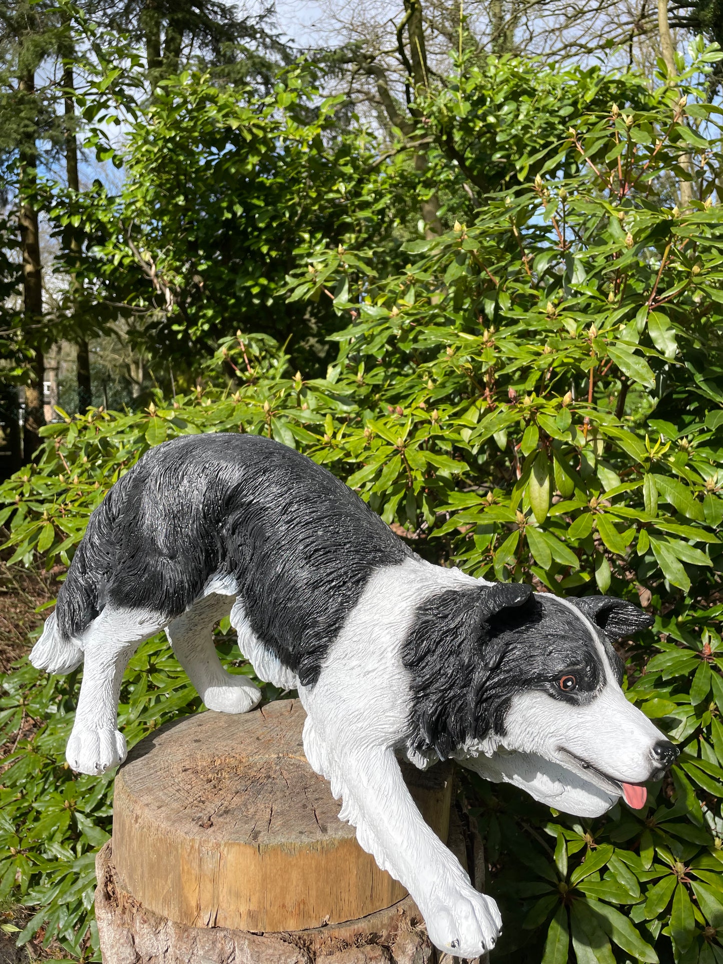 (Tuin)beeld Bordercollie, hond, tuin, kennel 60cm