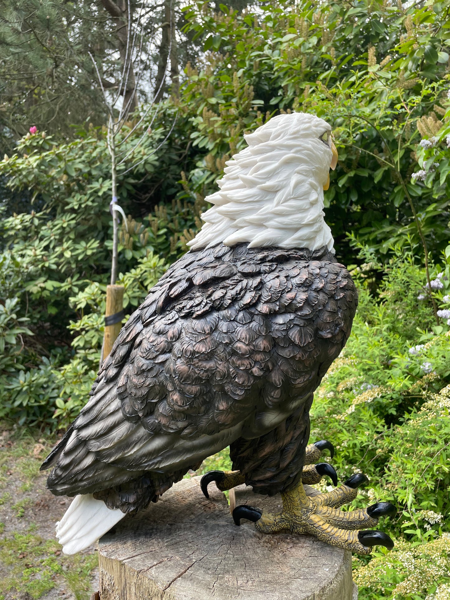 Beeld Arend groot, gazon, tuin, vijver, dierentuin 55cm