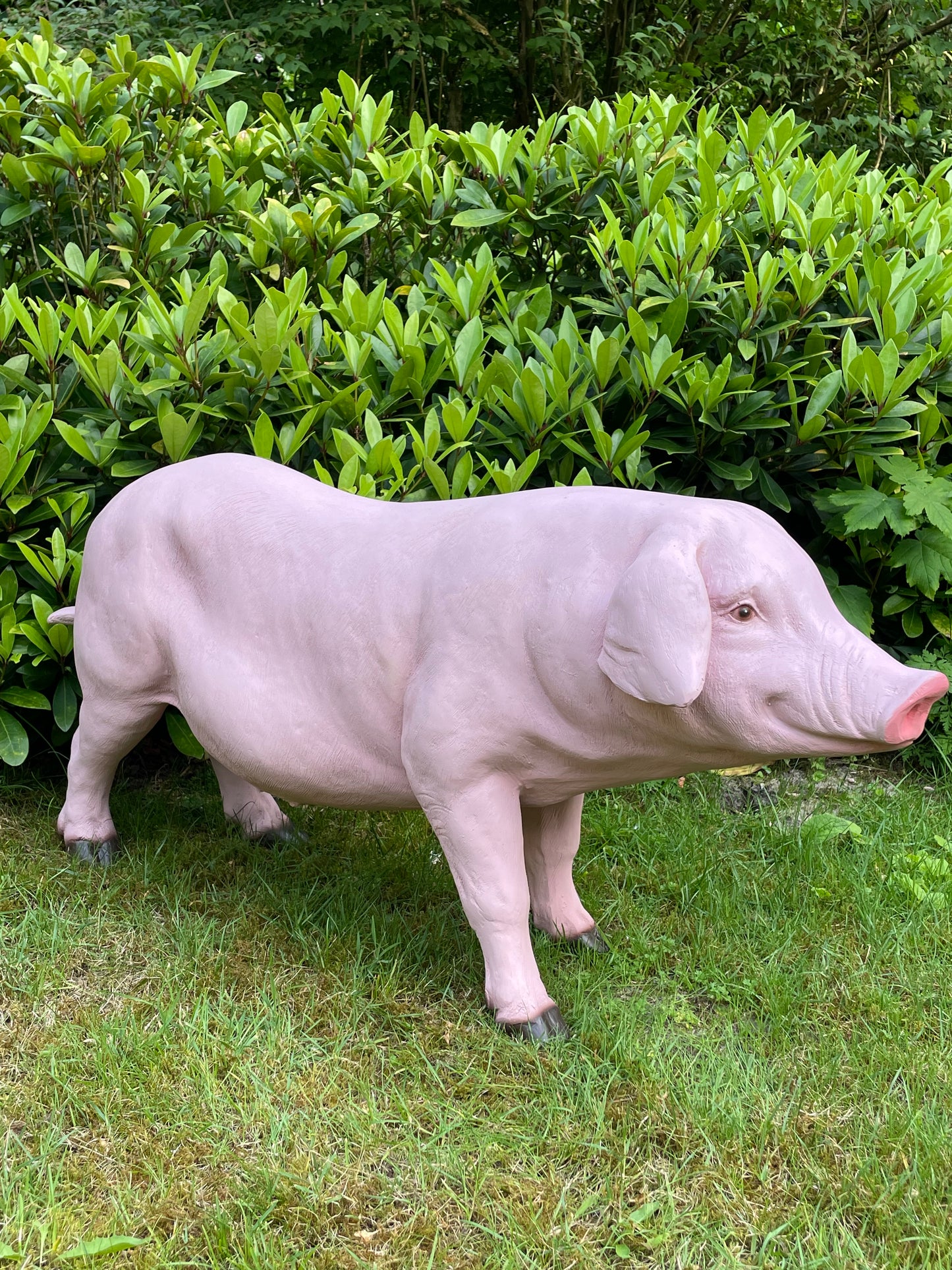 Varken, roze, tuin, gazon, manege, boerderij 100cm