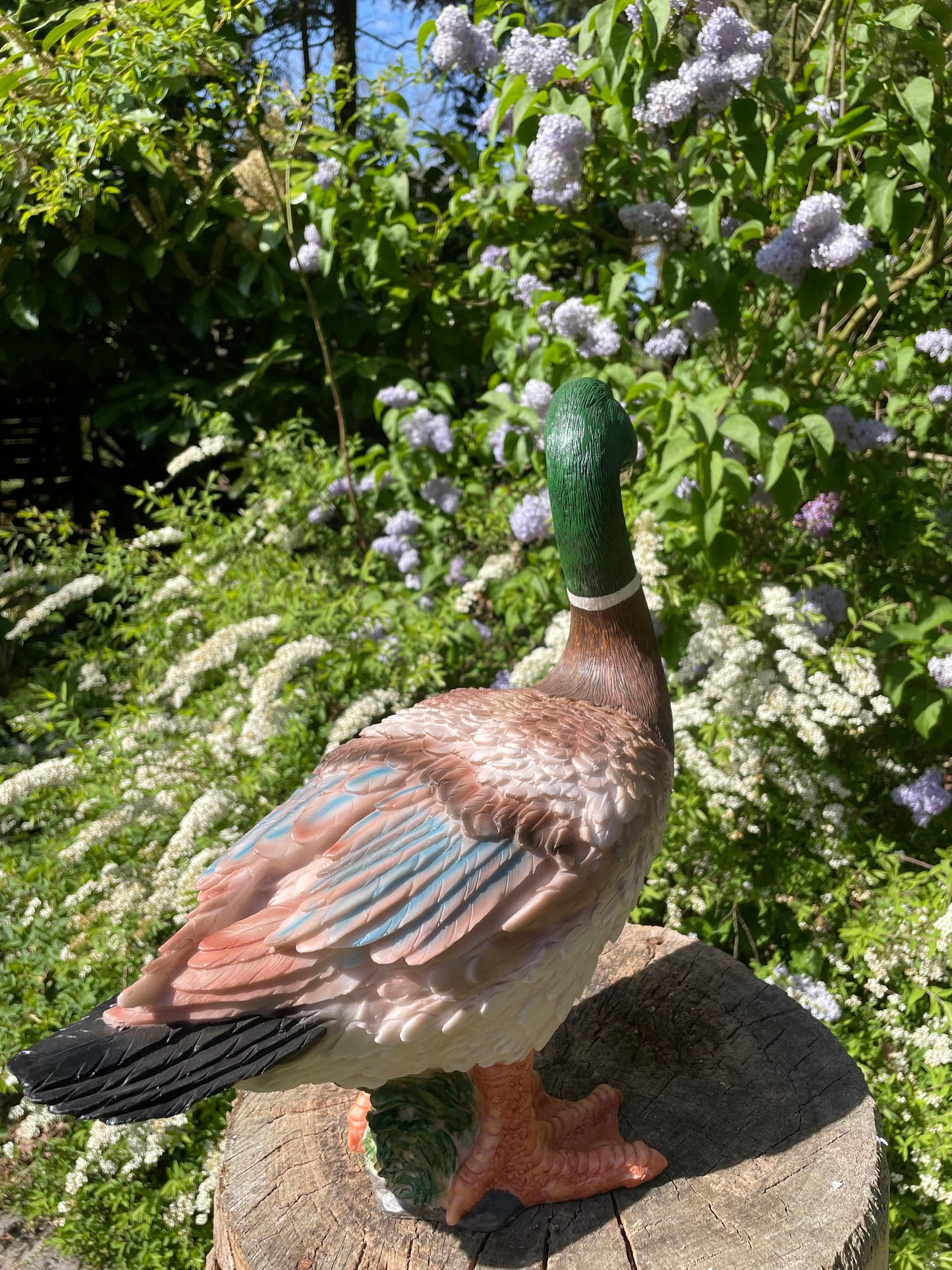 Beeld Eend, tuin, zwembad, vijver, boerderij 40cm