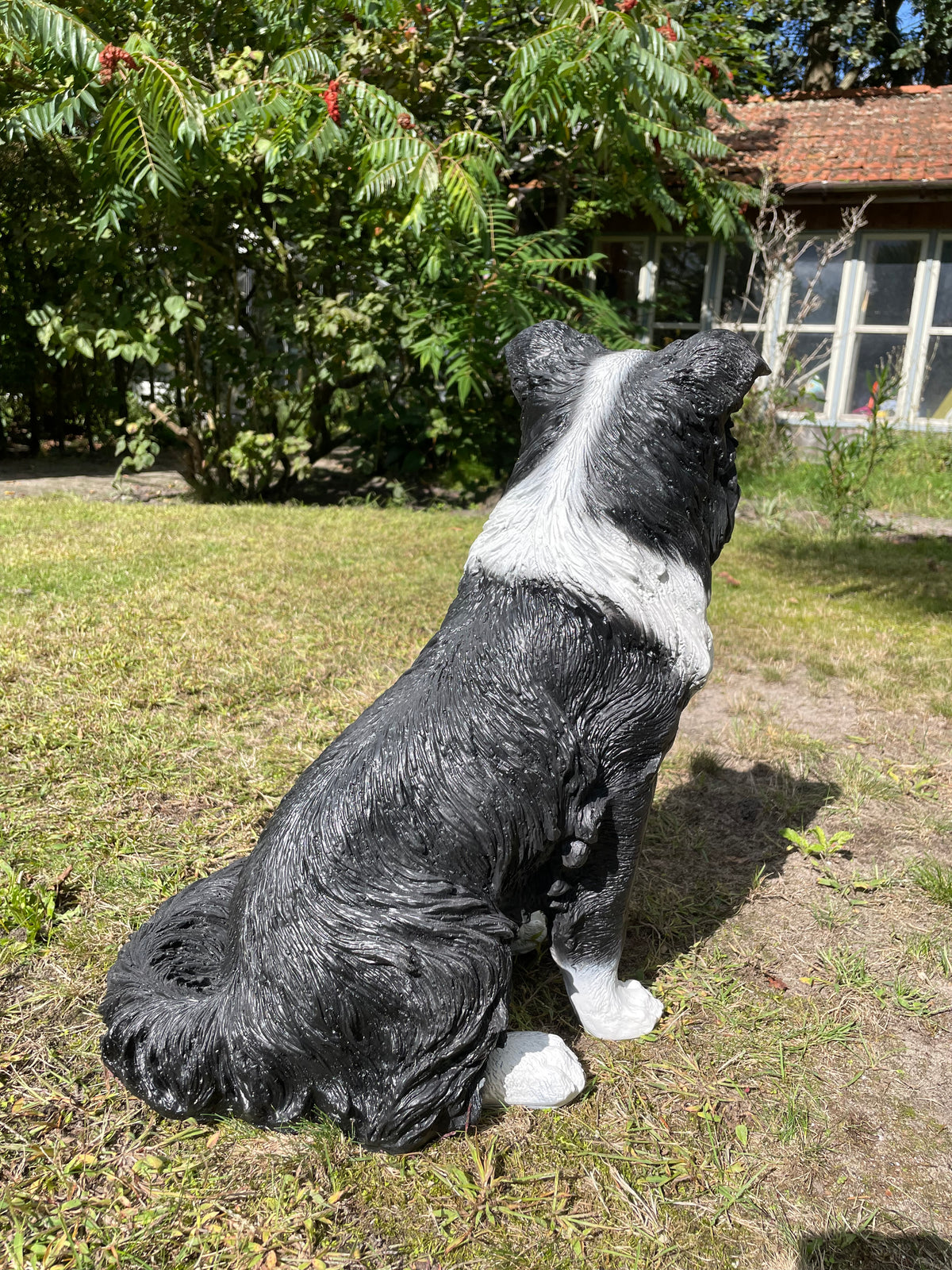 (Tuin)beeld Bordercollie zit, hond, tuin, kennel 50cm