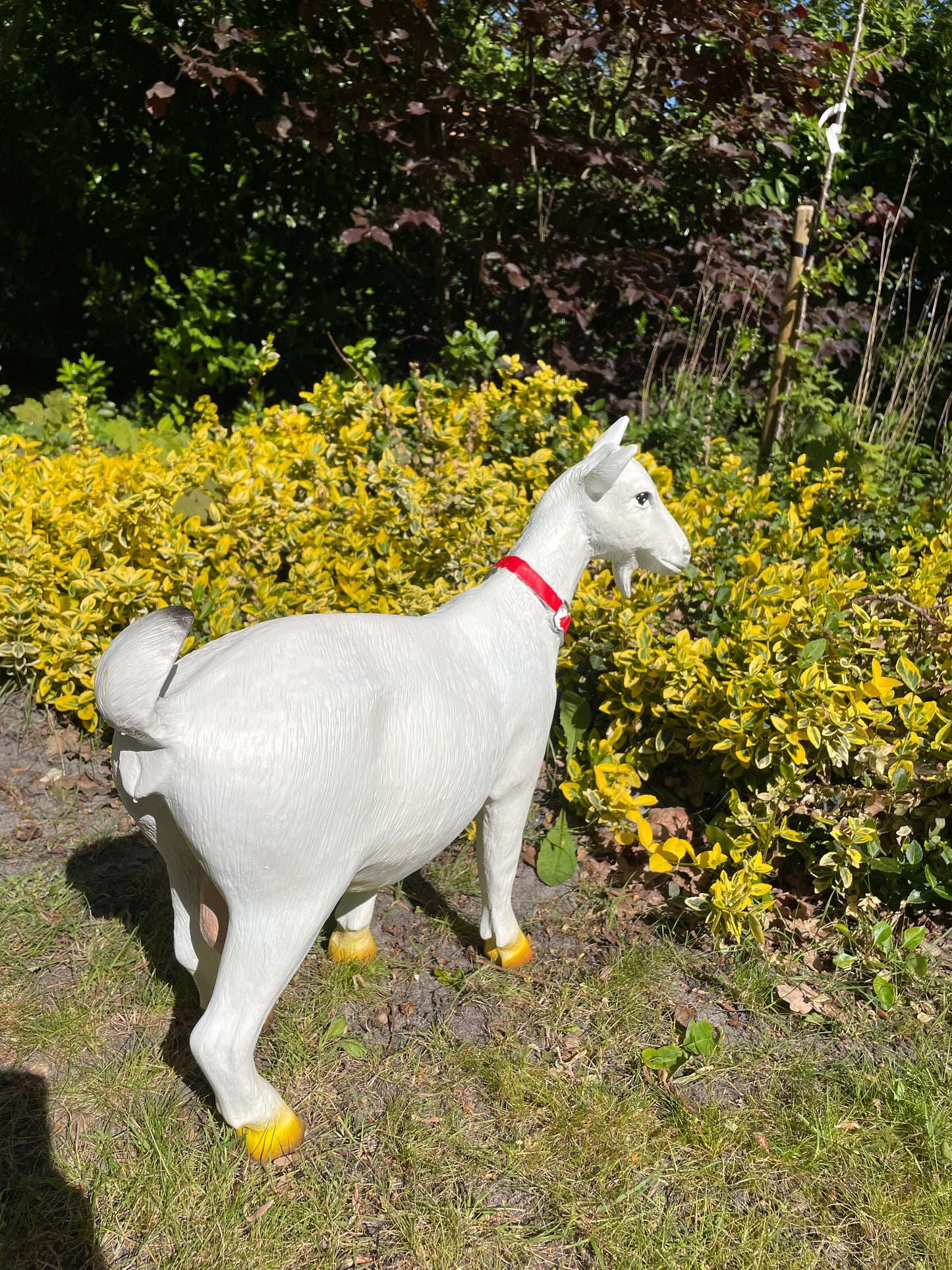 Beeld Geit rode halsband tuin, gazon, boerderij 55cm